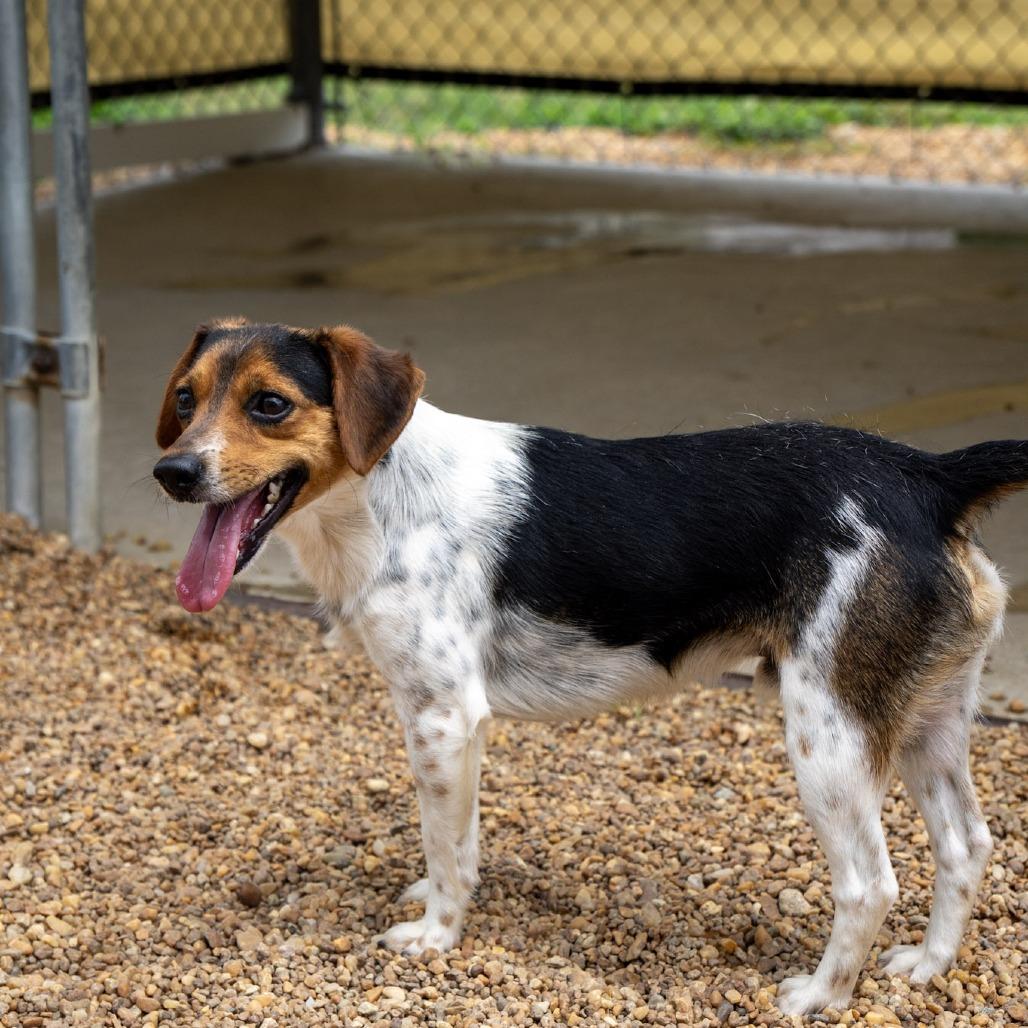 Watson, a Adoptable Beagle in Elizabeth City, NC image 5/6