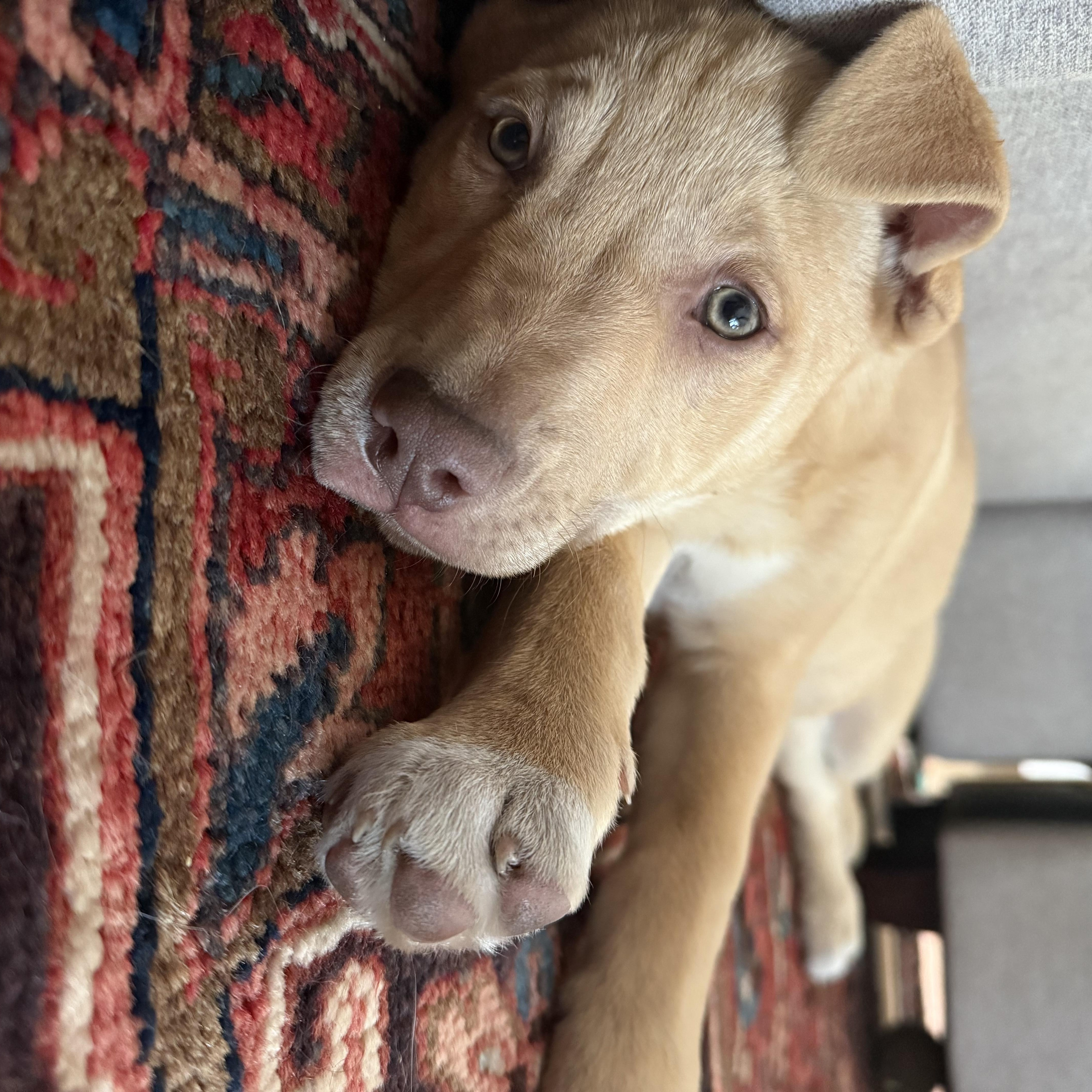 Enlarge Semisweet, a ADOPTABLE mixed breed in McHenry, IL image 4/4