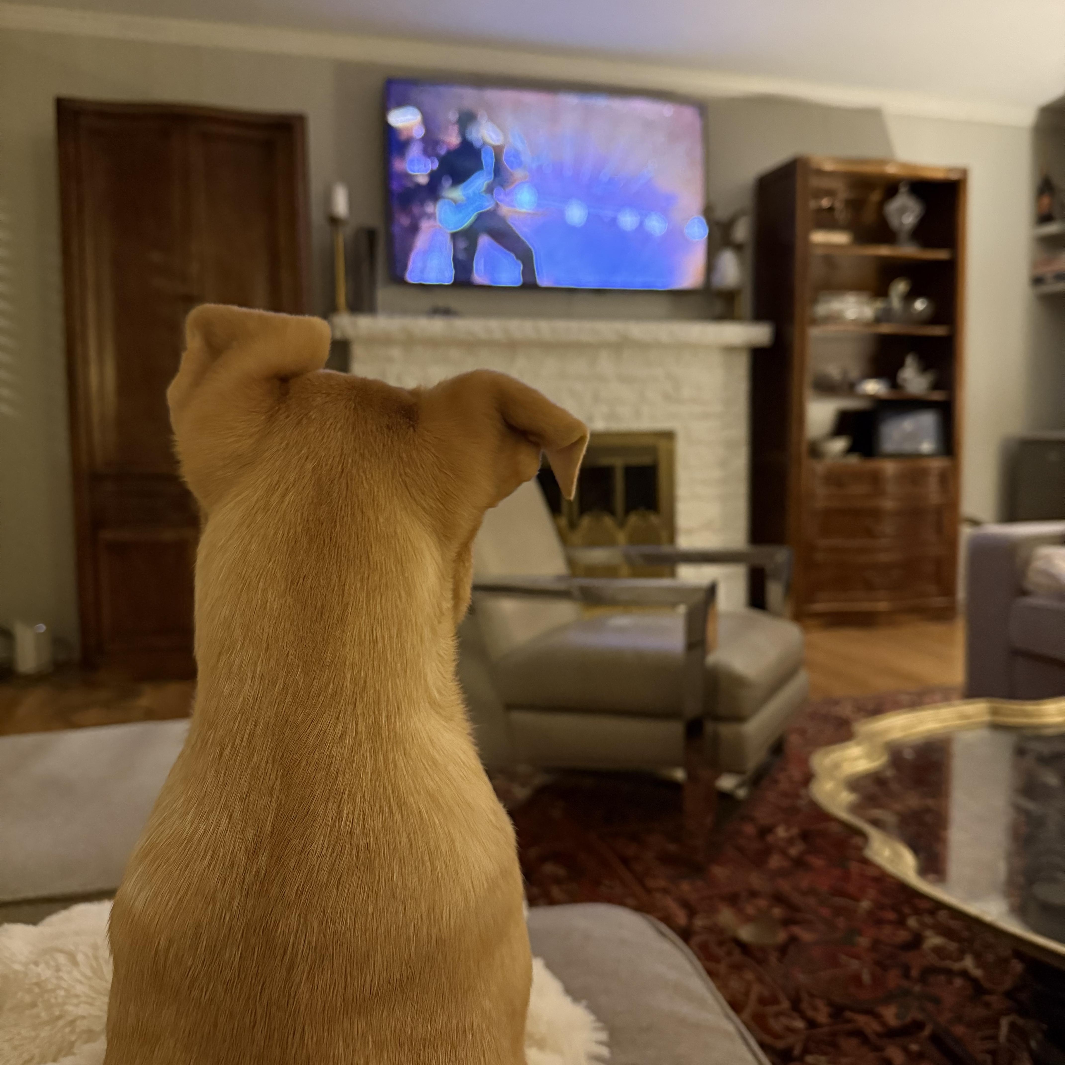 Enlarge Semisweet, a ADOPTABLE mixed breed in McHenry, IL image 3/4