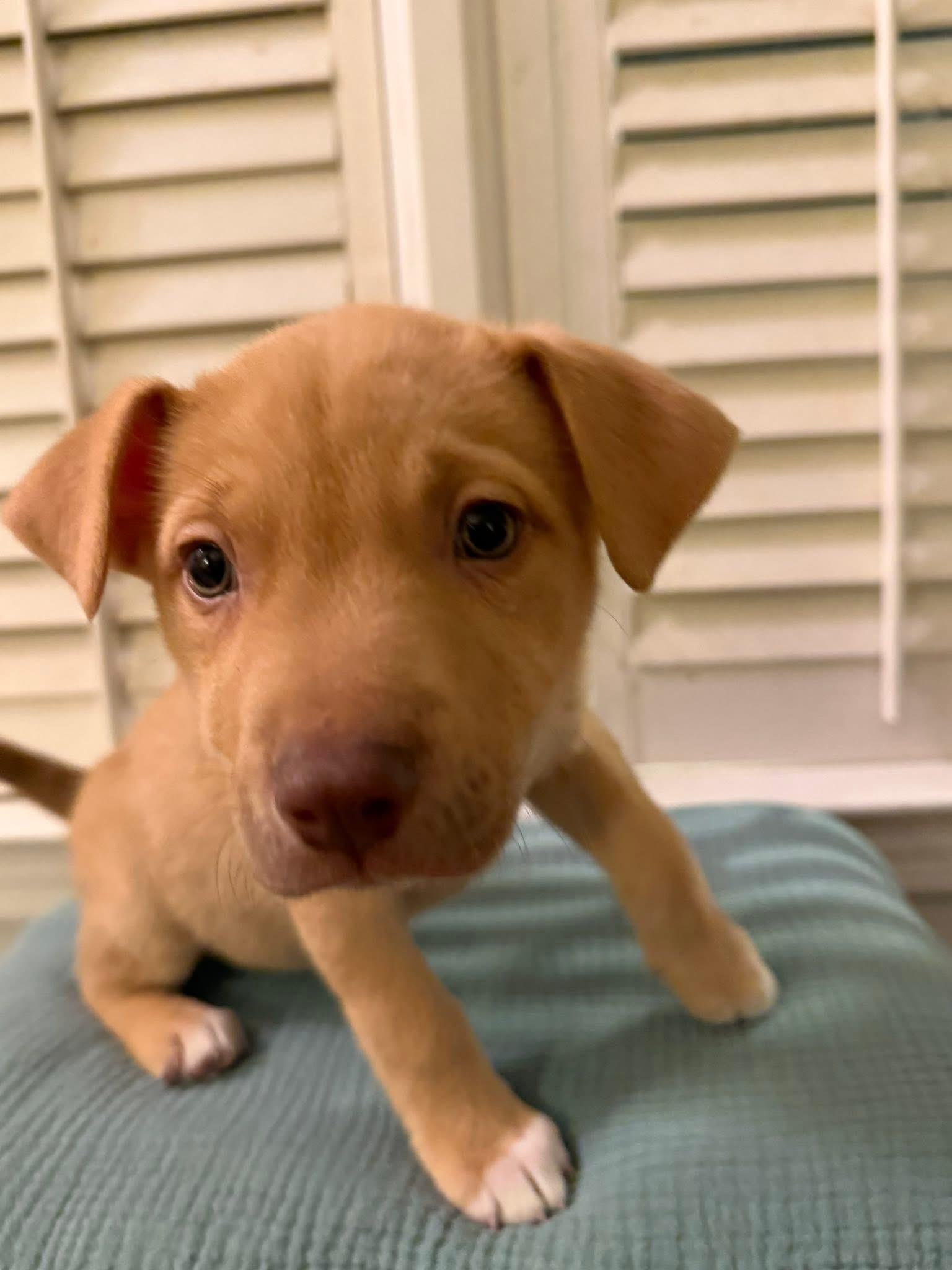 Enlarge Semisweet, a ADOPTABLE mixed breed in McHenry, IL image 1/1