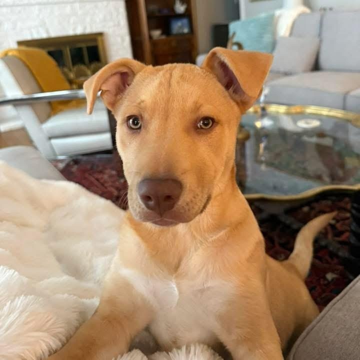 Enlarge Semisweet, a ADOPTABLE mixed breed in McHenry, IL image 2/4