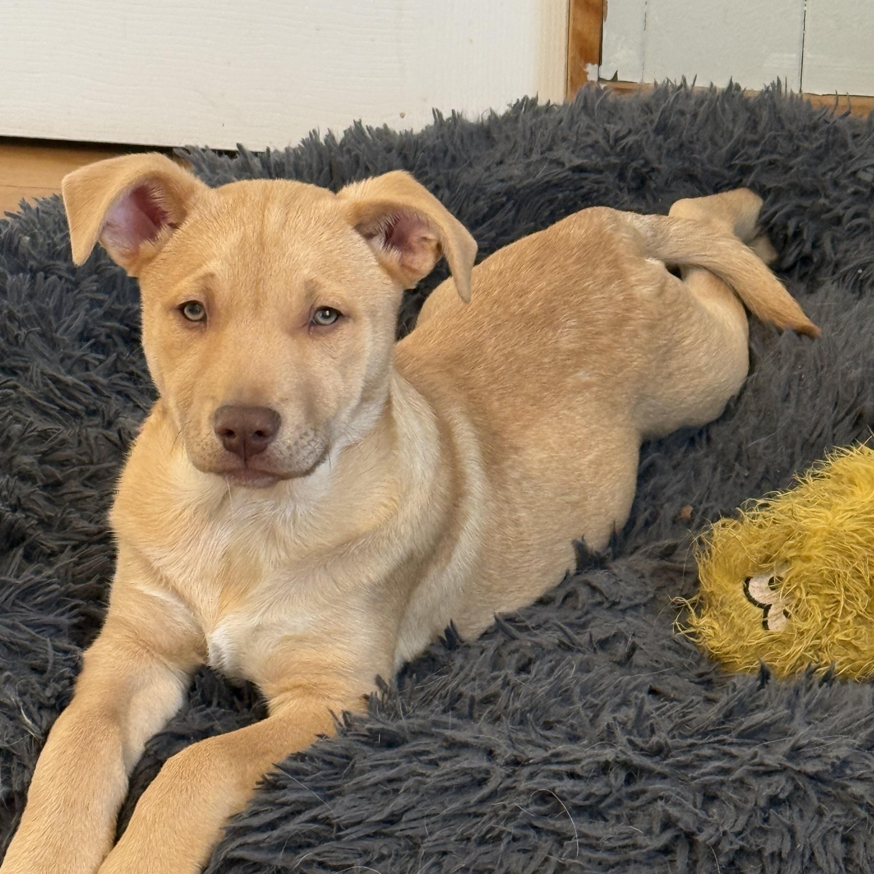 Enlarge Semisweet, a ADOPTABLE mixed breed in McHenry, IL image 1/4