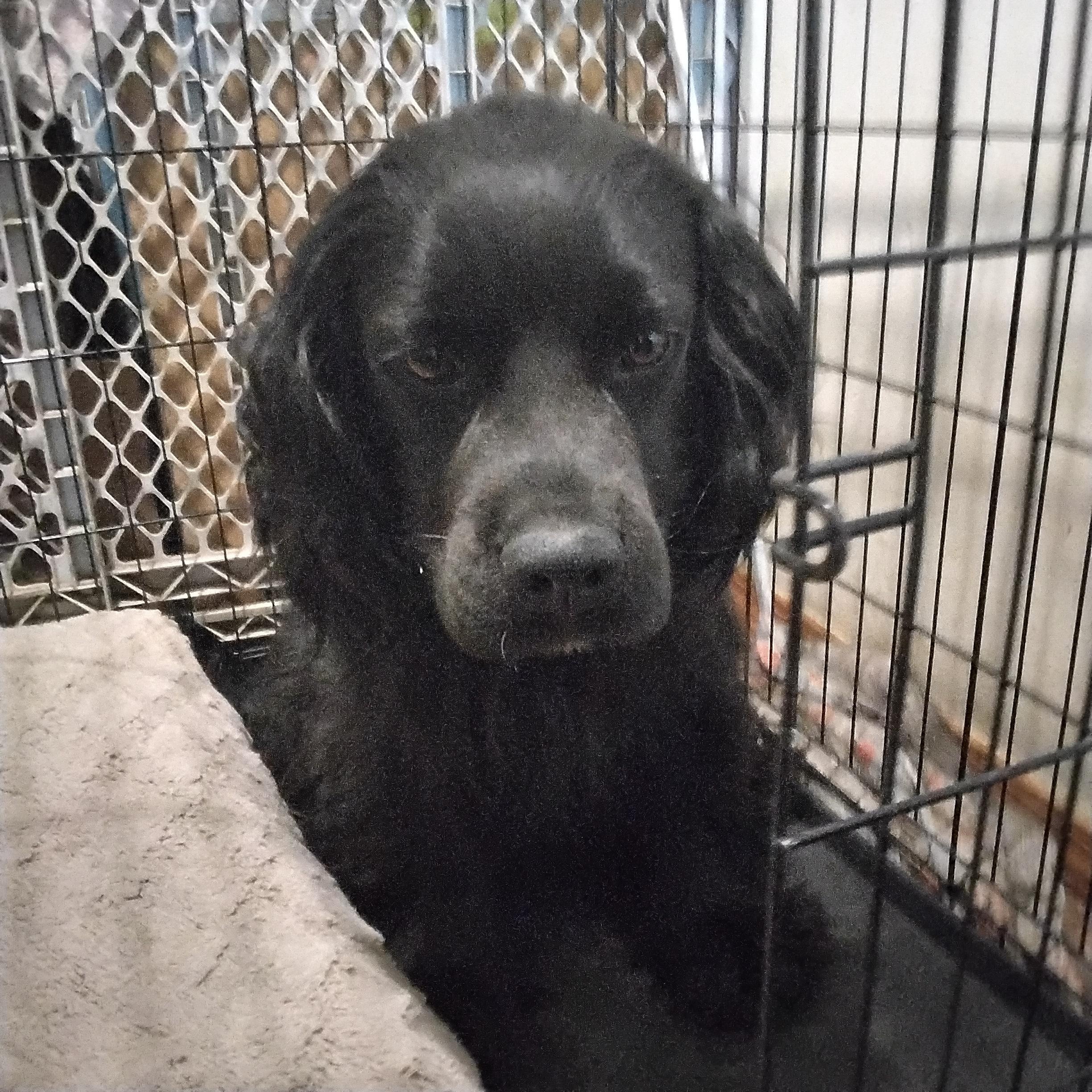 Ben & Jerry=ADOPTED!!, a Adopted mixed breed in Grove, OK image 1/6