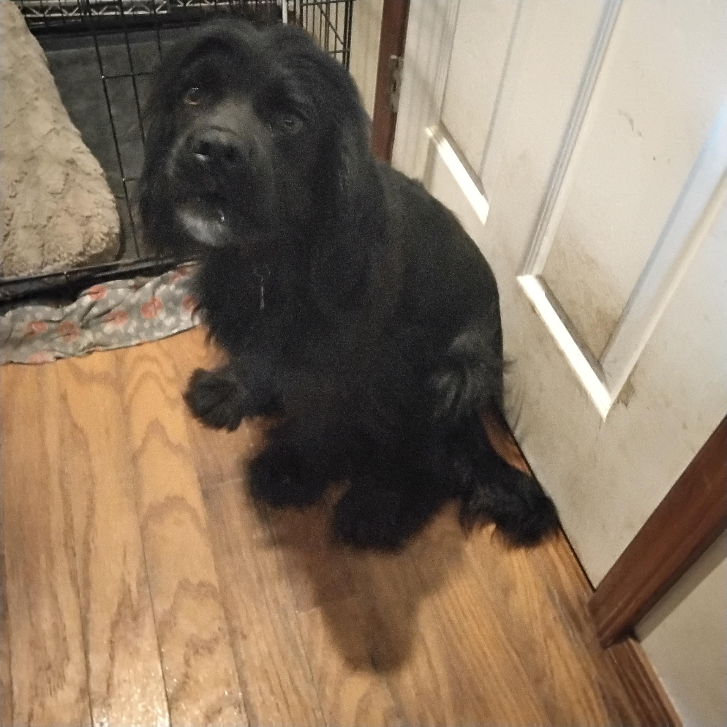 Ben & Jerry=ADOPTED!!, a Adopted mixed breed in Grove, OK image 4/6