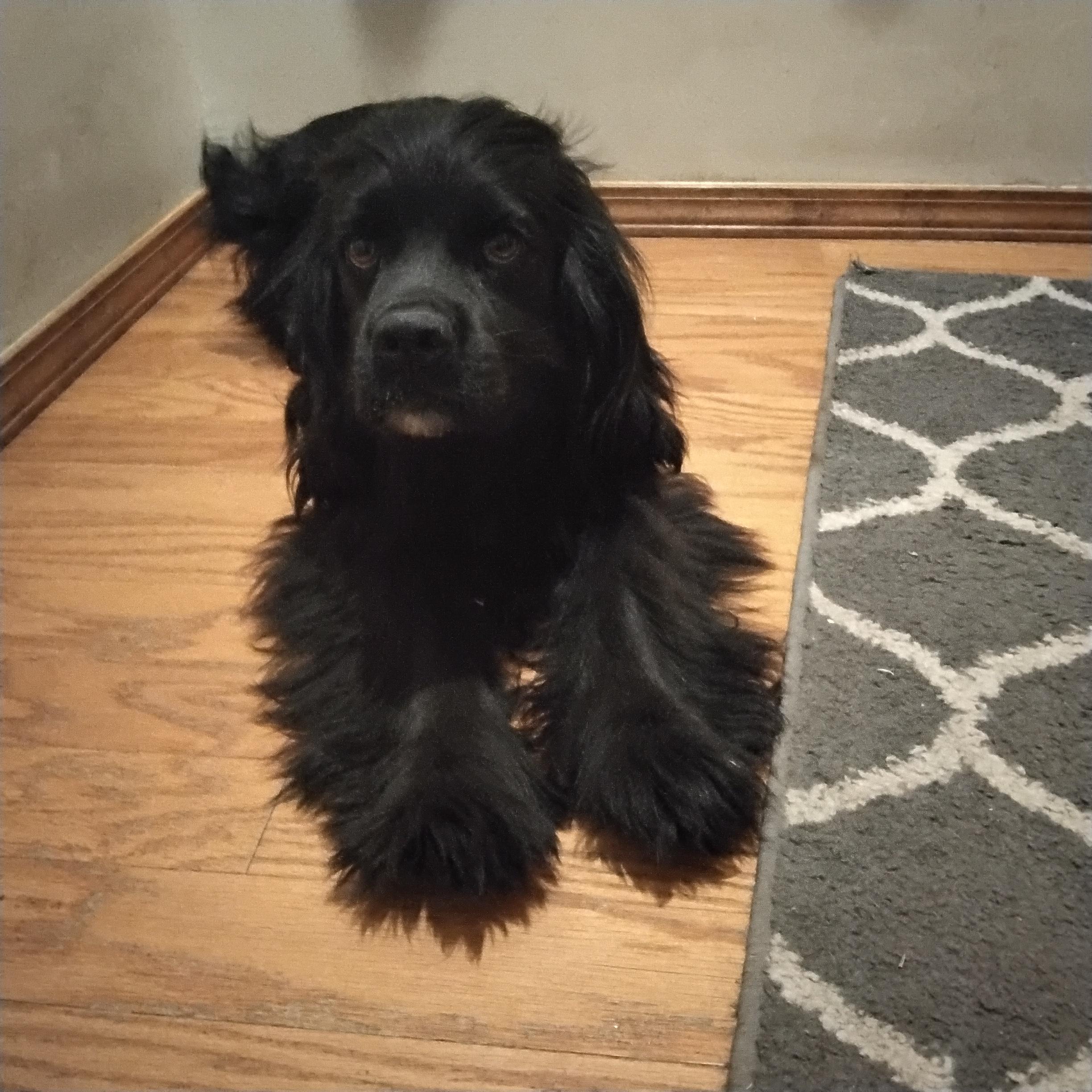 Ben & Jerry=ADOPTED!!, a Adopted mixed breed in Grove, OK image 2/6