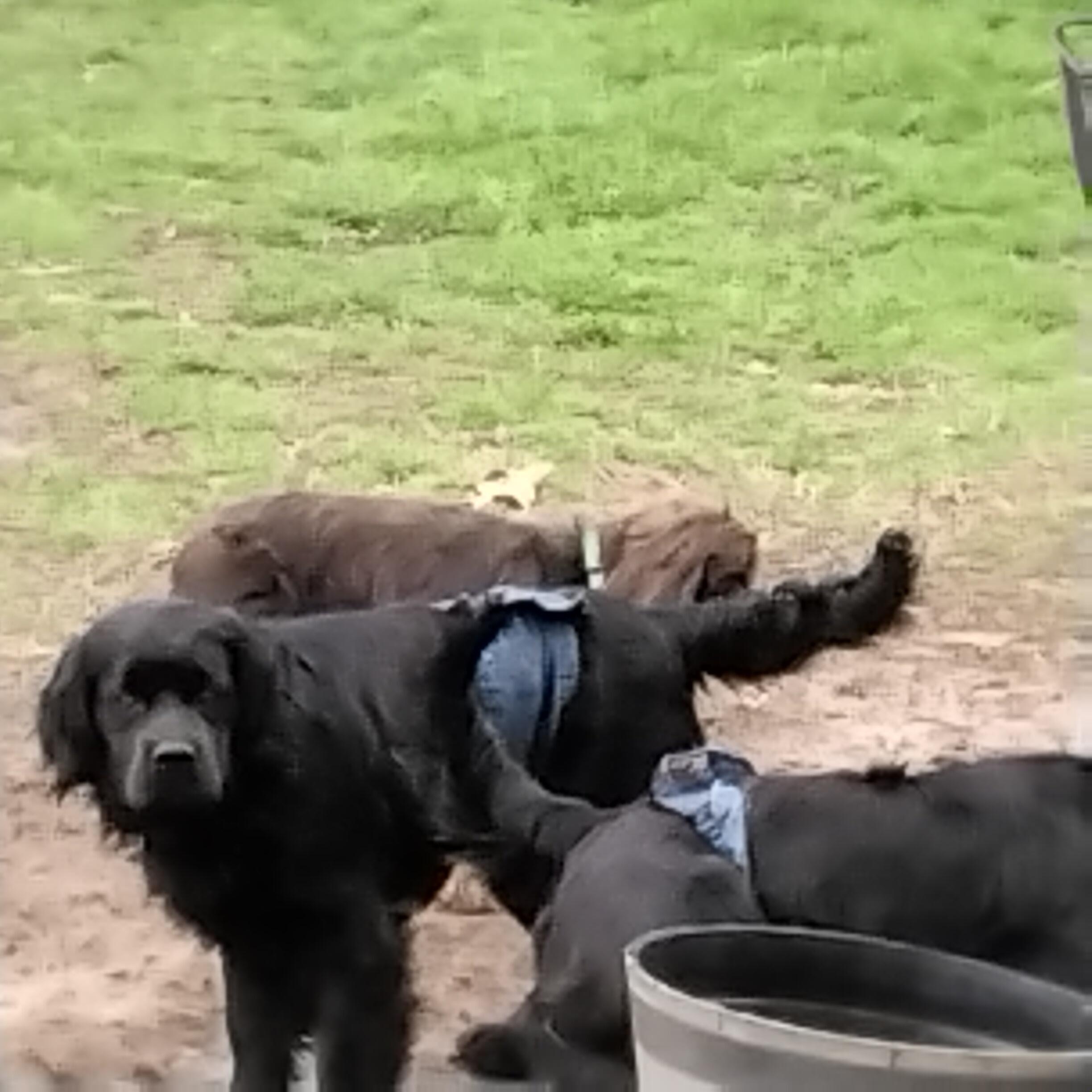 Ben & Jerry=ADOPTED!!, a Adopted mixed breed in Grove, OK image 3/6