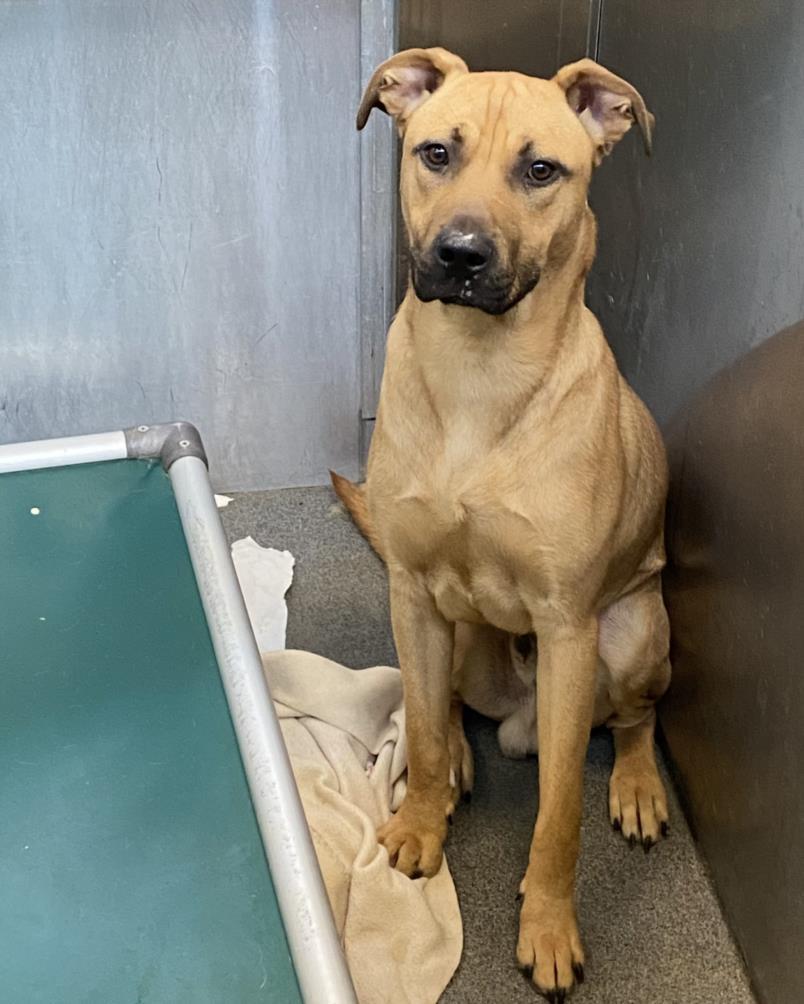 BODHI, Adoptable, Adult Male Mixed Breed.