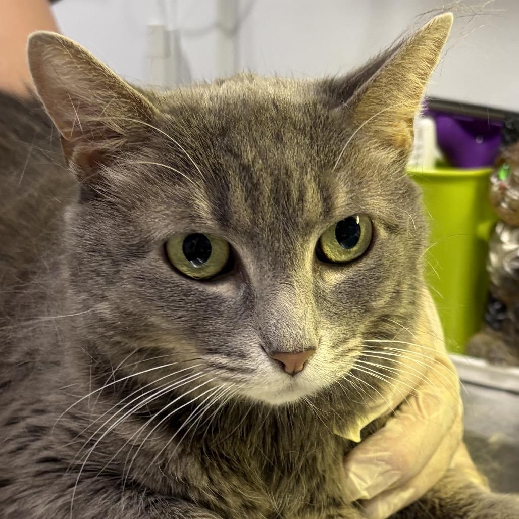 Enlarge Lilo, a Adoptable Domestic Short Hair in Oyster Bay, NY image 1/3