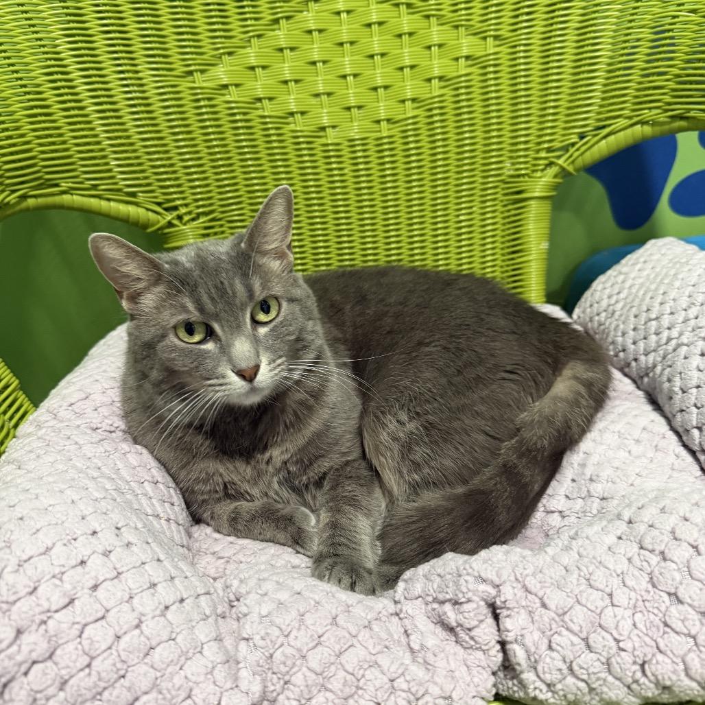 Enlarge Lilo, a Adoptable Domestic Short Hair in Oyster Bay, NY image 2/3