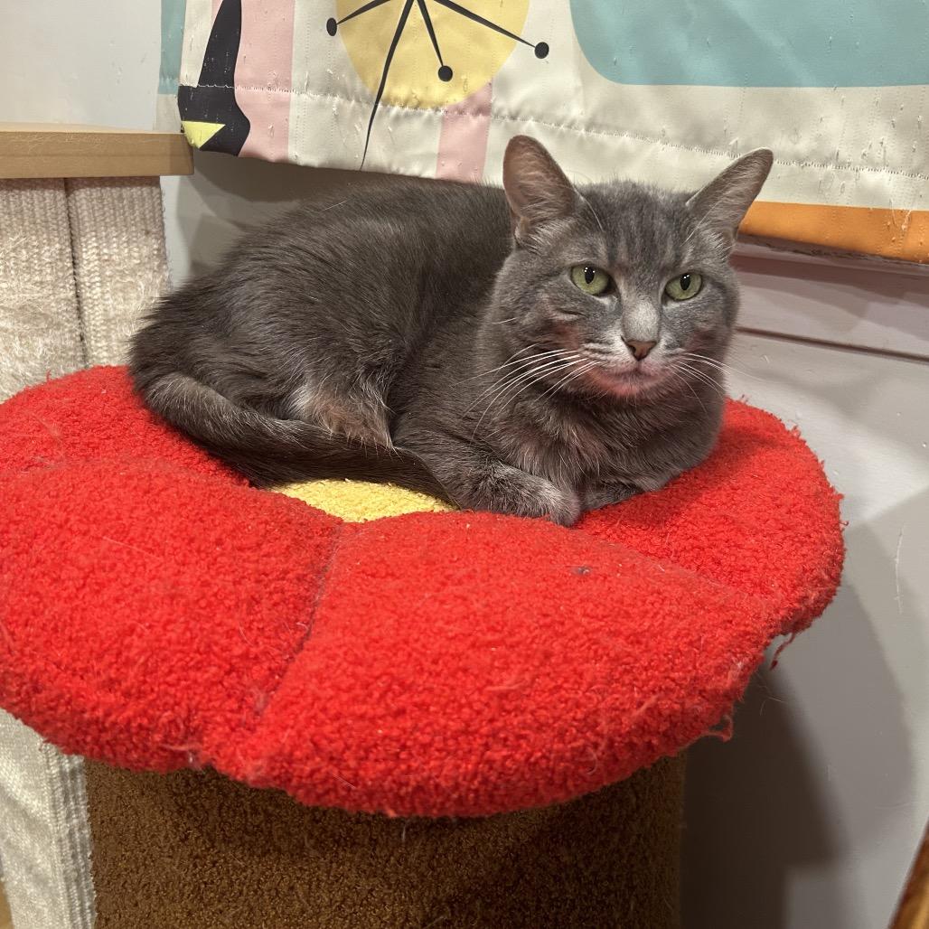 Enlarge Lilo, a Adoptable Domestic Short Hair in Oyster Bay, NY image 3/3