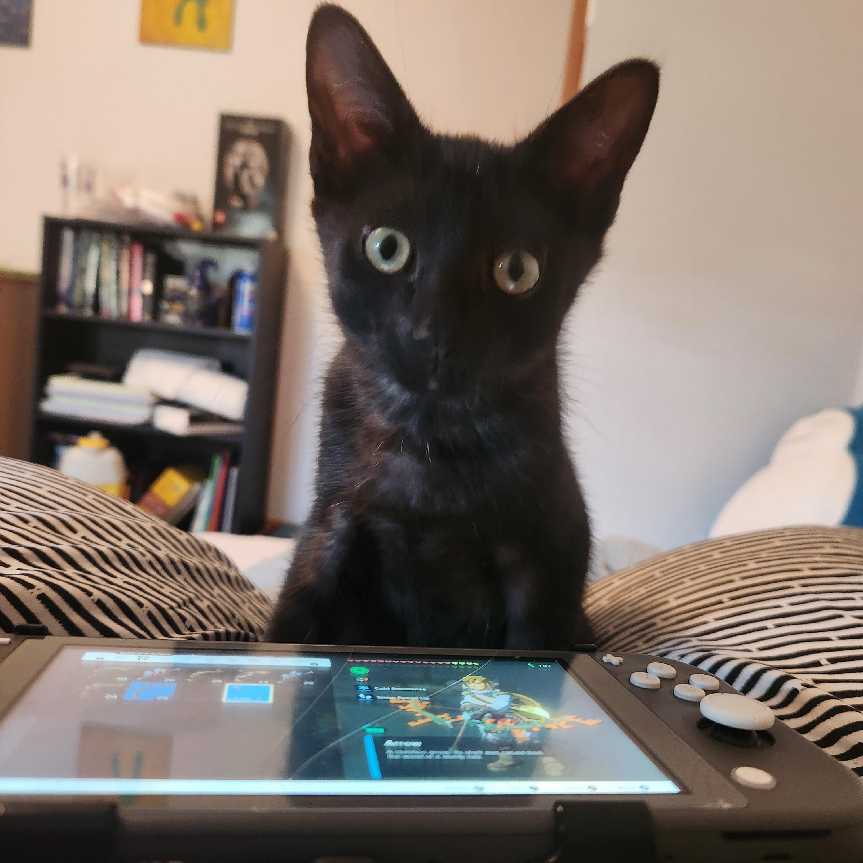 Chococat photo 5