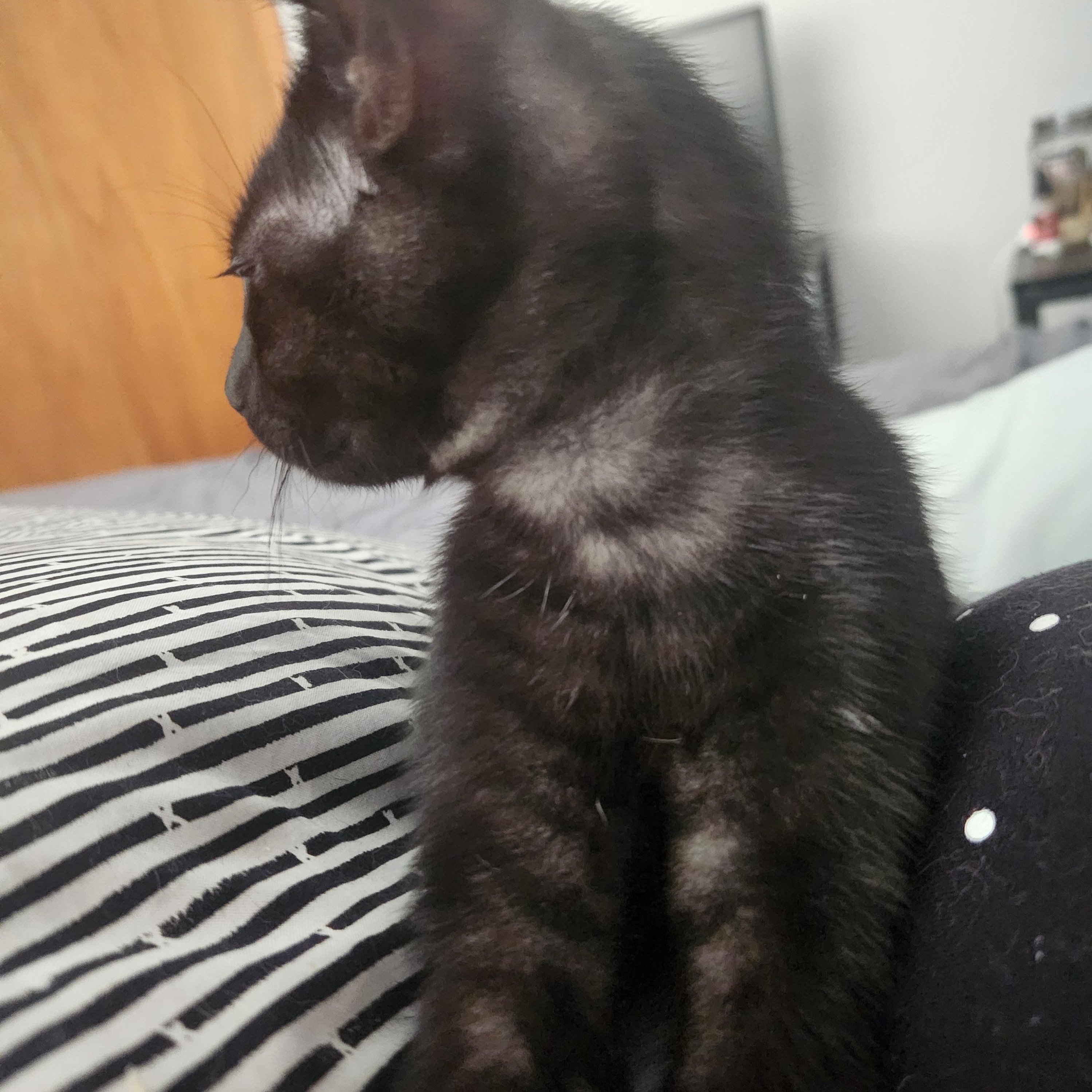 Chococat photo 2