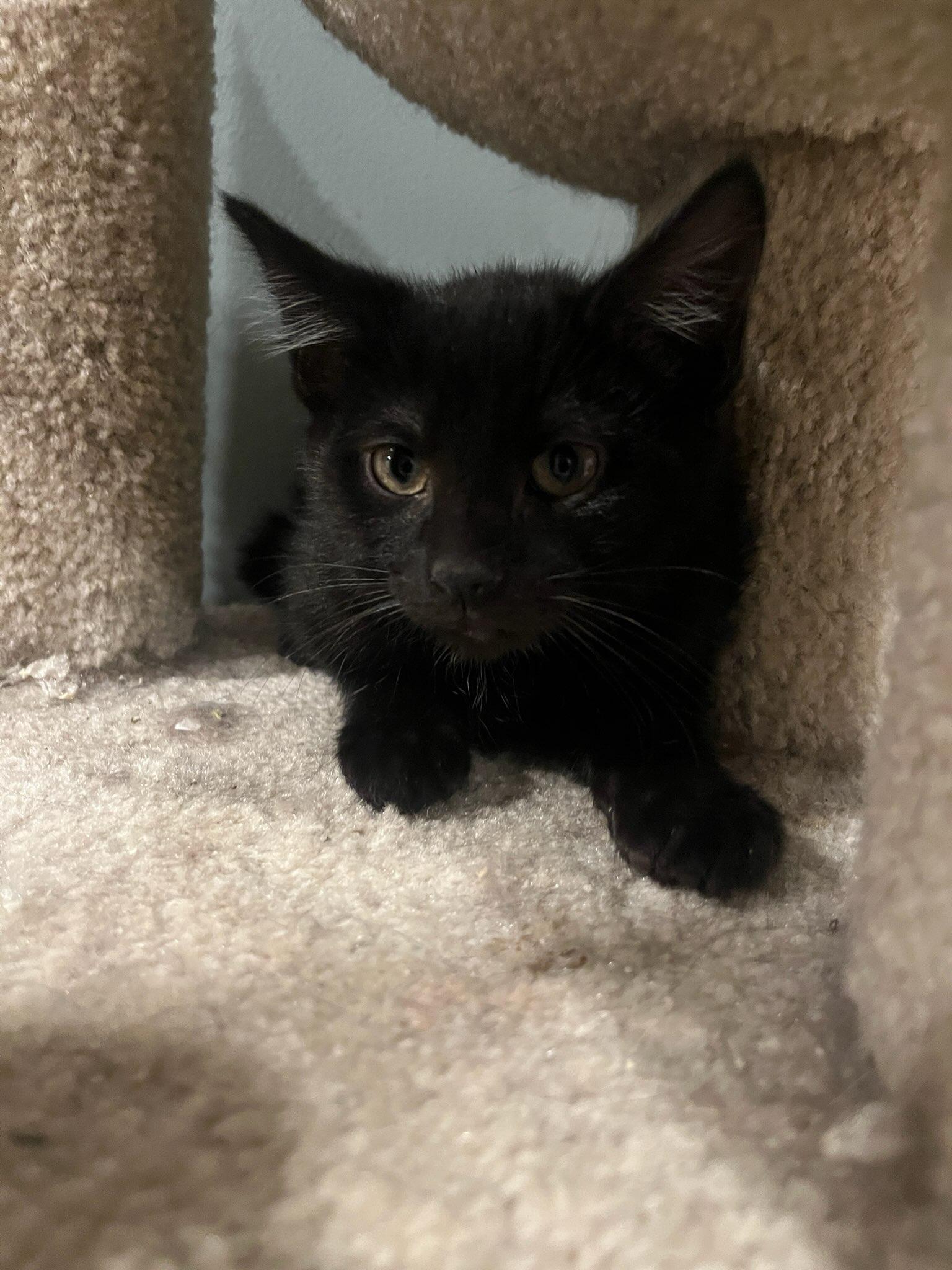 Enlarge Jay, a Adoptable Domestic Short Hair in Huntley, IL image 2/3