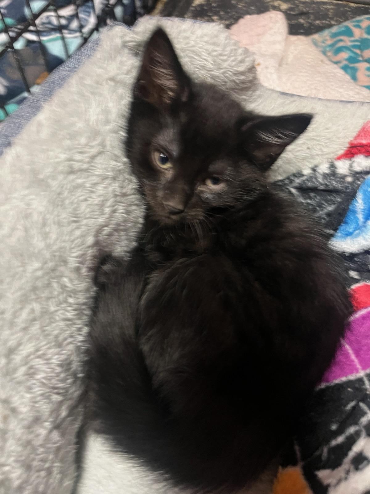 Jay, Adoptable, Kitten Male Domestic Short Hair.
