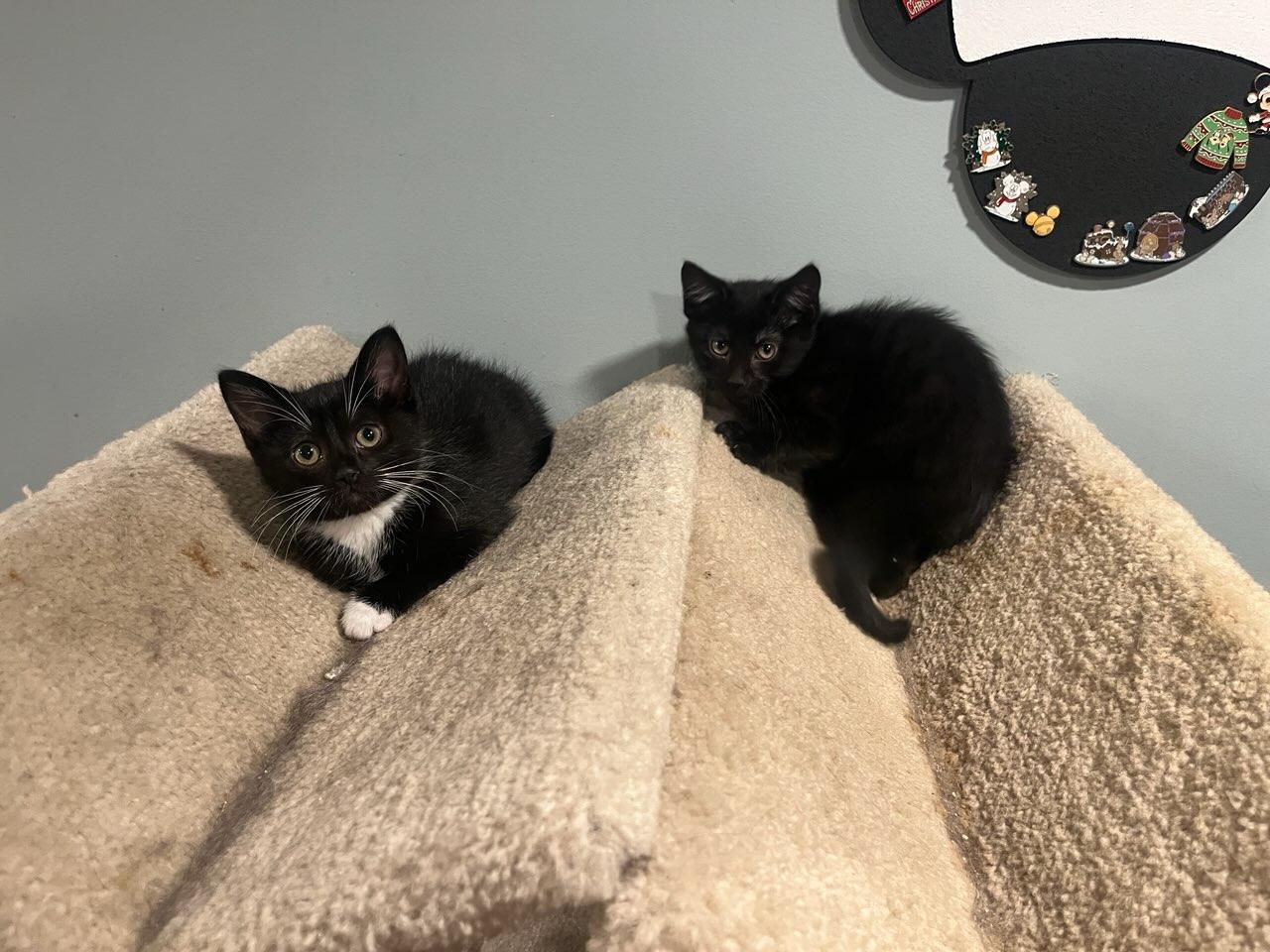 Enlarge Jay, a Adoptable Domestic Short Hair in Huntley, IL image 3/3