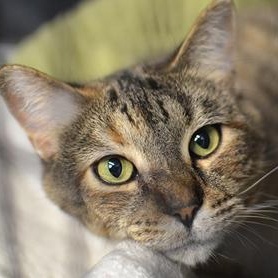 Enlarge Ally @ Petsmart, a ADOPTABLE mixed breed in Rapid City, SD image 1/2