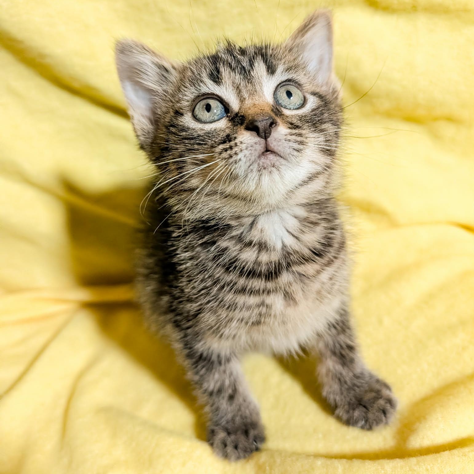 Enlarge Wiggles, a Adoptable Domestic Short Hair in Beloit, WI image 2/2