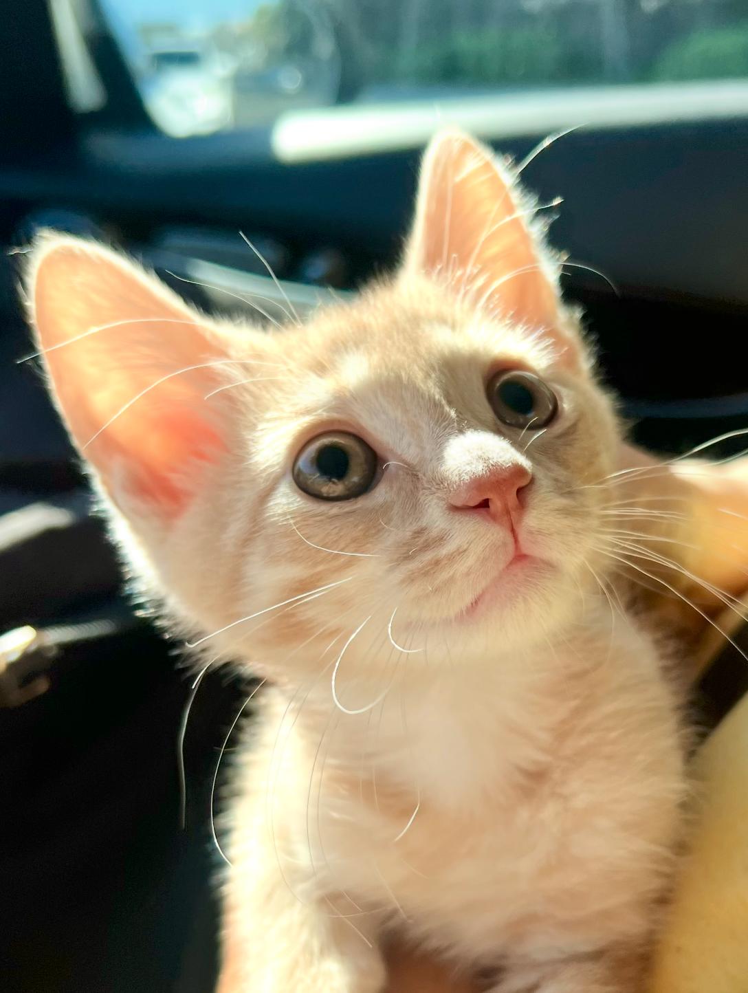 Fire, an adopted Domestic Short Hair in ladera ranch, CA image 2/3