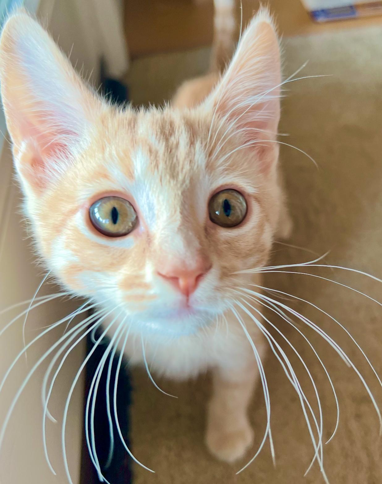 Fire, an adopted Domestic Short Hair in ladera ranch, CA image 3/3