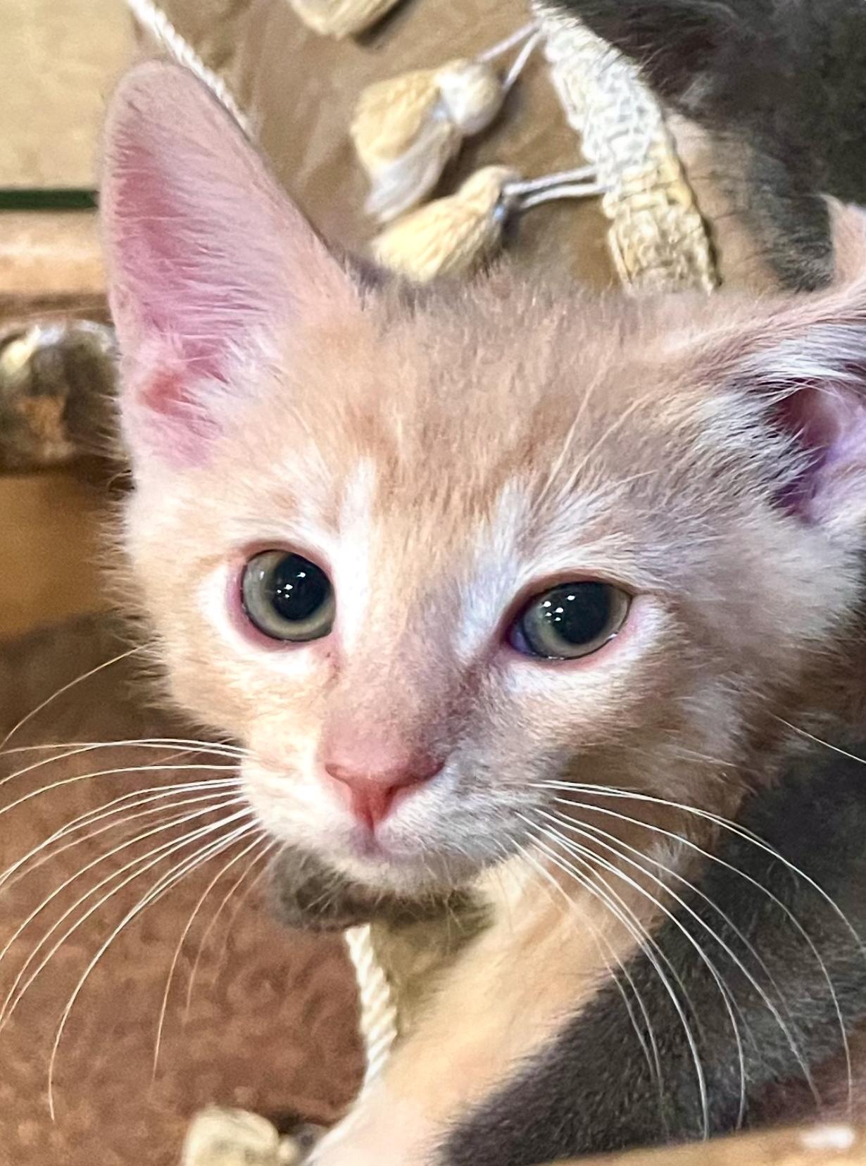 Fire, adopted, Kitten Male Domestic Short Hair.