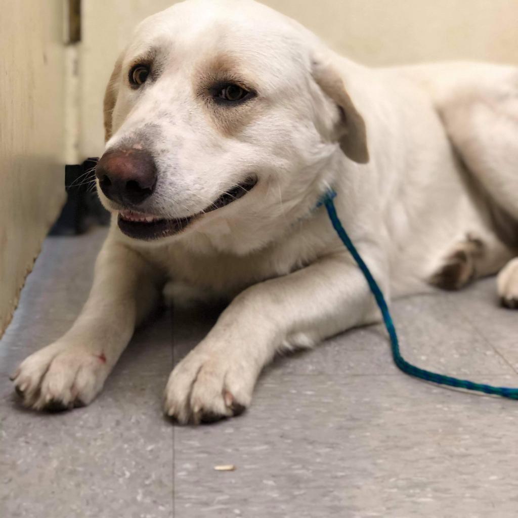 Jana 26-09-089, Adoptable, Senior Female Labrador Retriever & Great Pyrenees.