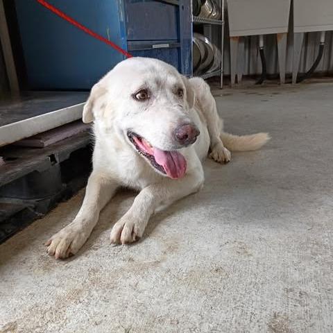 Enlarge Jana 26-09-089, a Adoptable mixed breed in Bastrop, TX image 2/3