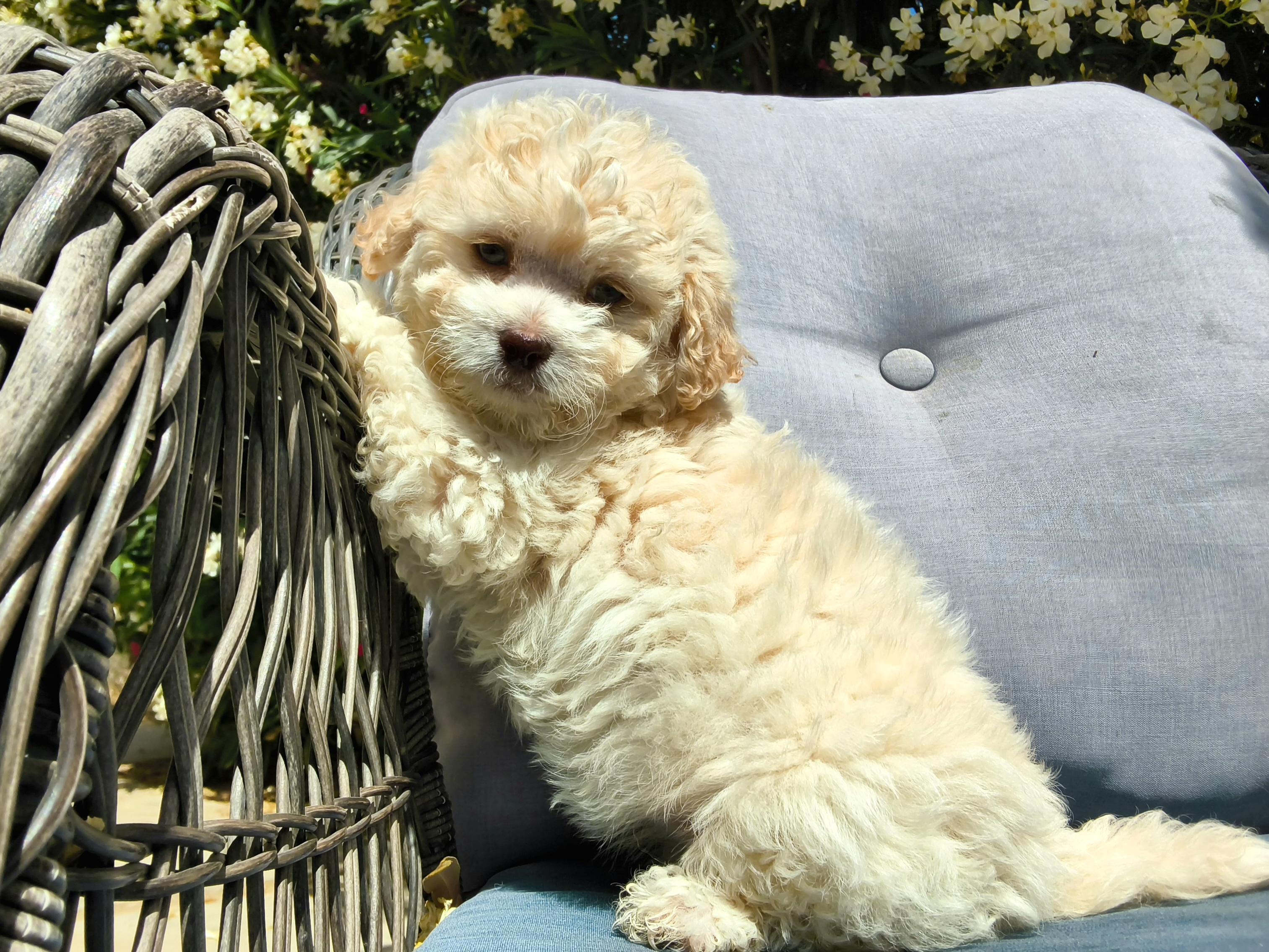 Muffin, an adopted mixed breed in ontario, CA image 2/3