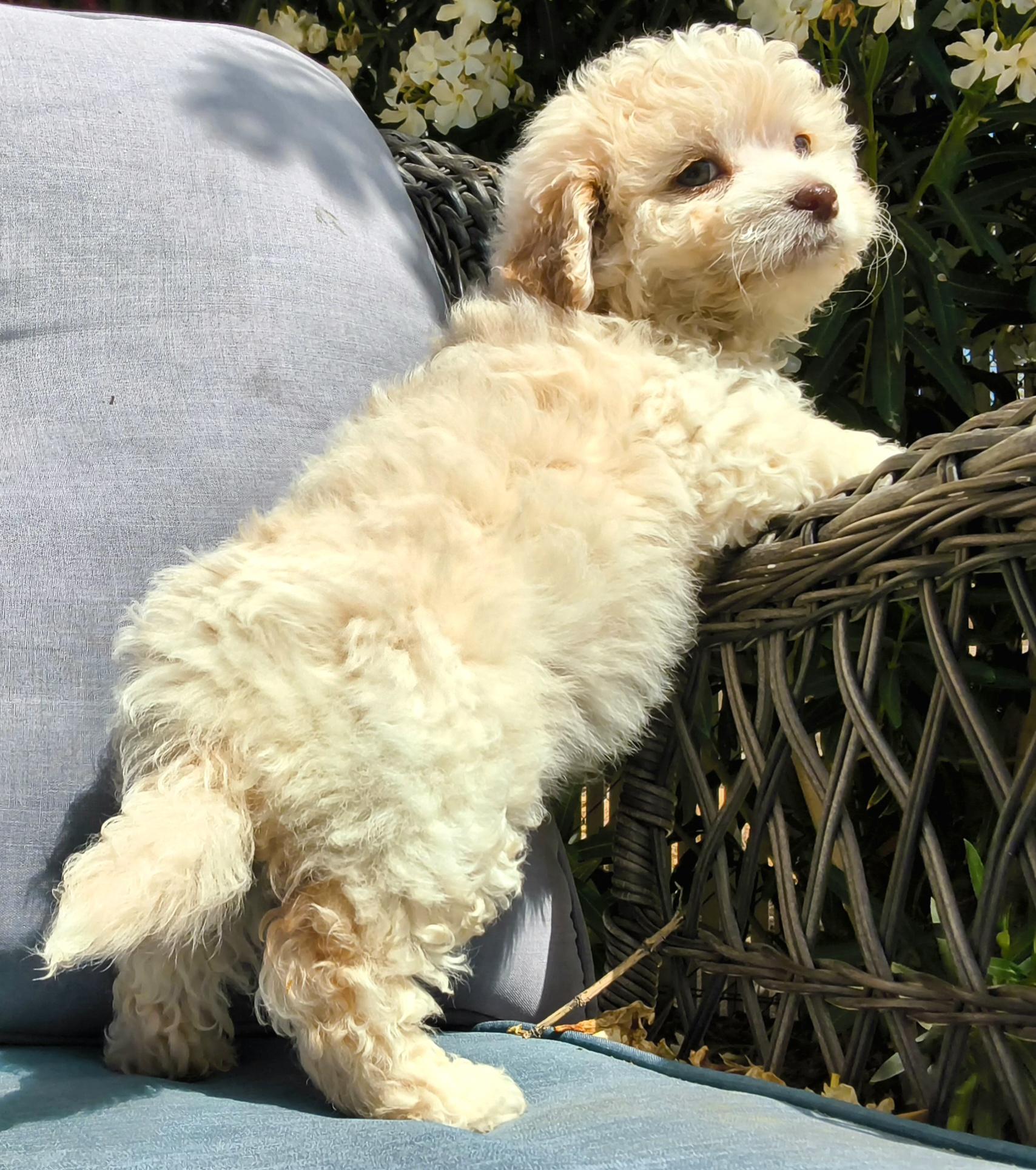 Muffin, an adopted mixed breed in ontario, CA image 3/3