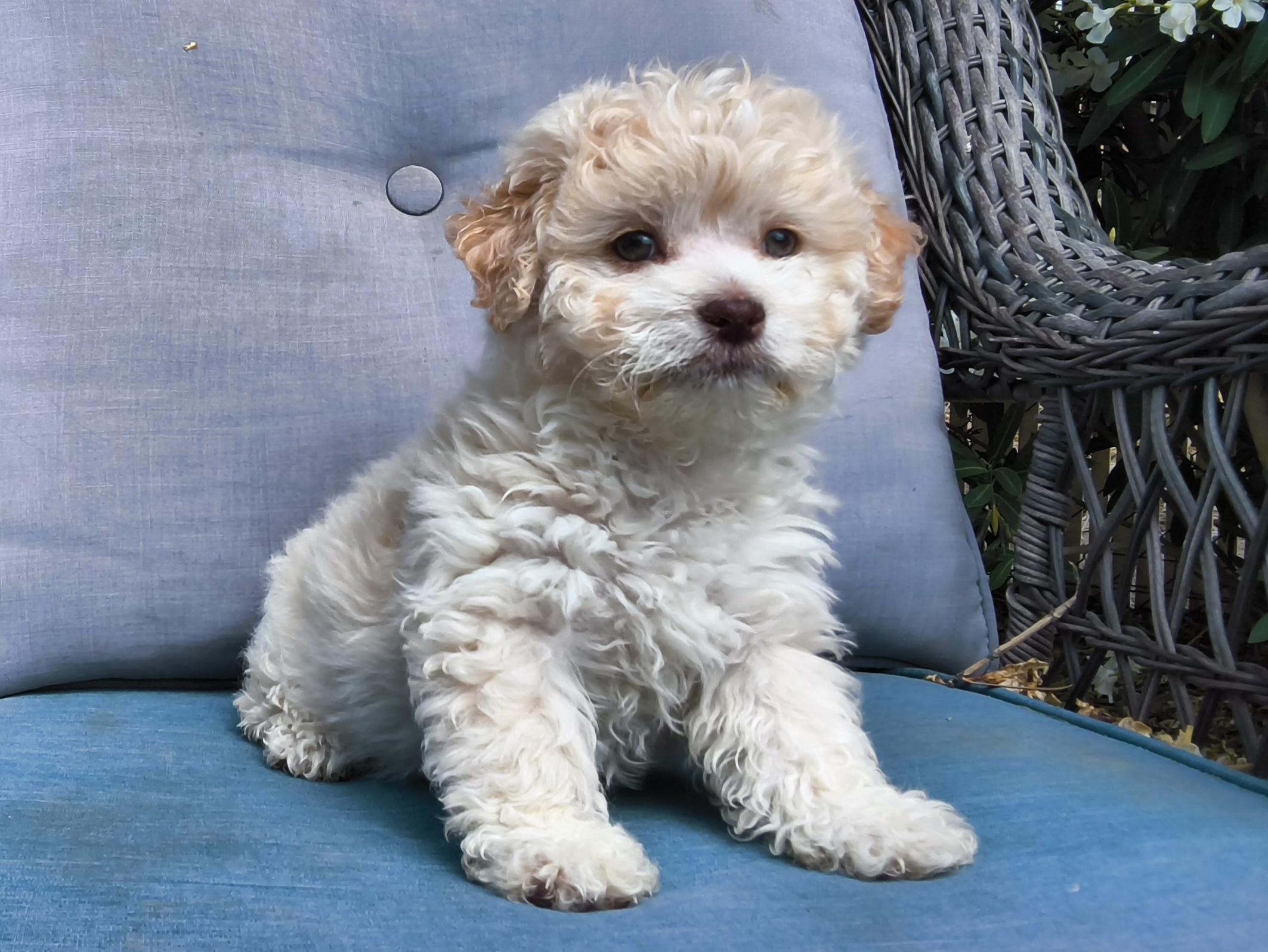 Muffin, adopted, Puppy Female Maltipoo & Shih poo.