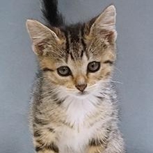 Meeka, Adoptable, Kitten Female Domestic Short Hair.