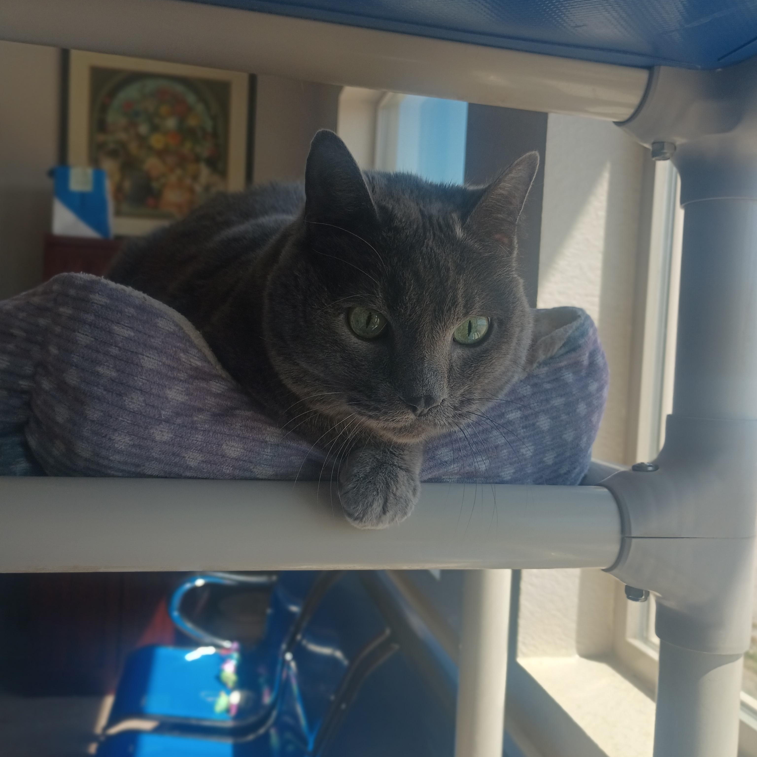 Queen Elizabeth, a ADOPTABLE Domestic Short Hair in Buena Vista, CO image 3/5