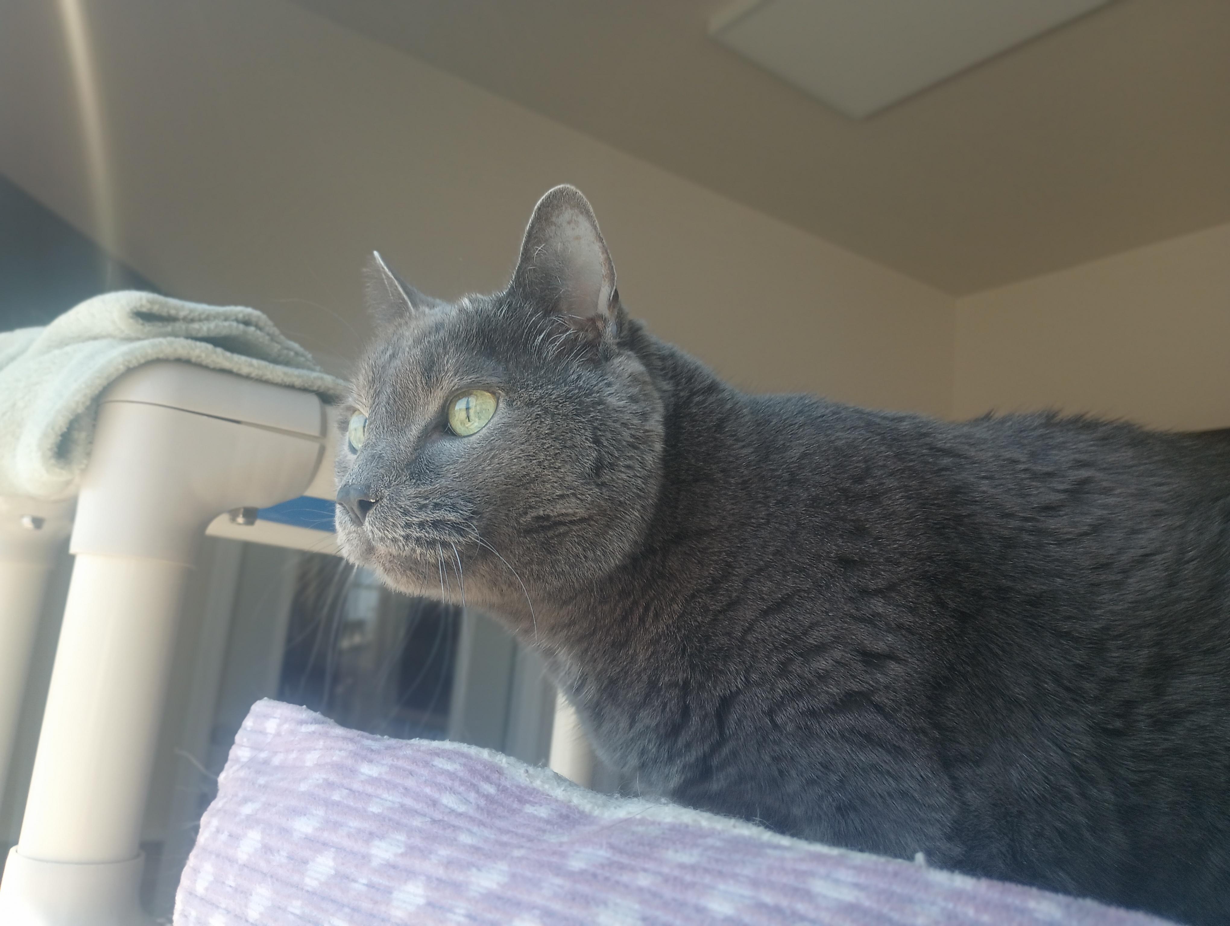 Queen Elizabeth, a ADOPTABLE Domestic Short Hair in Buena Vista, CO image 2/5