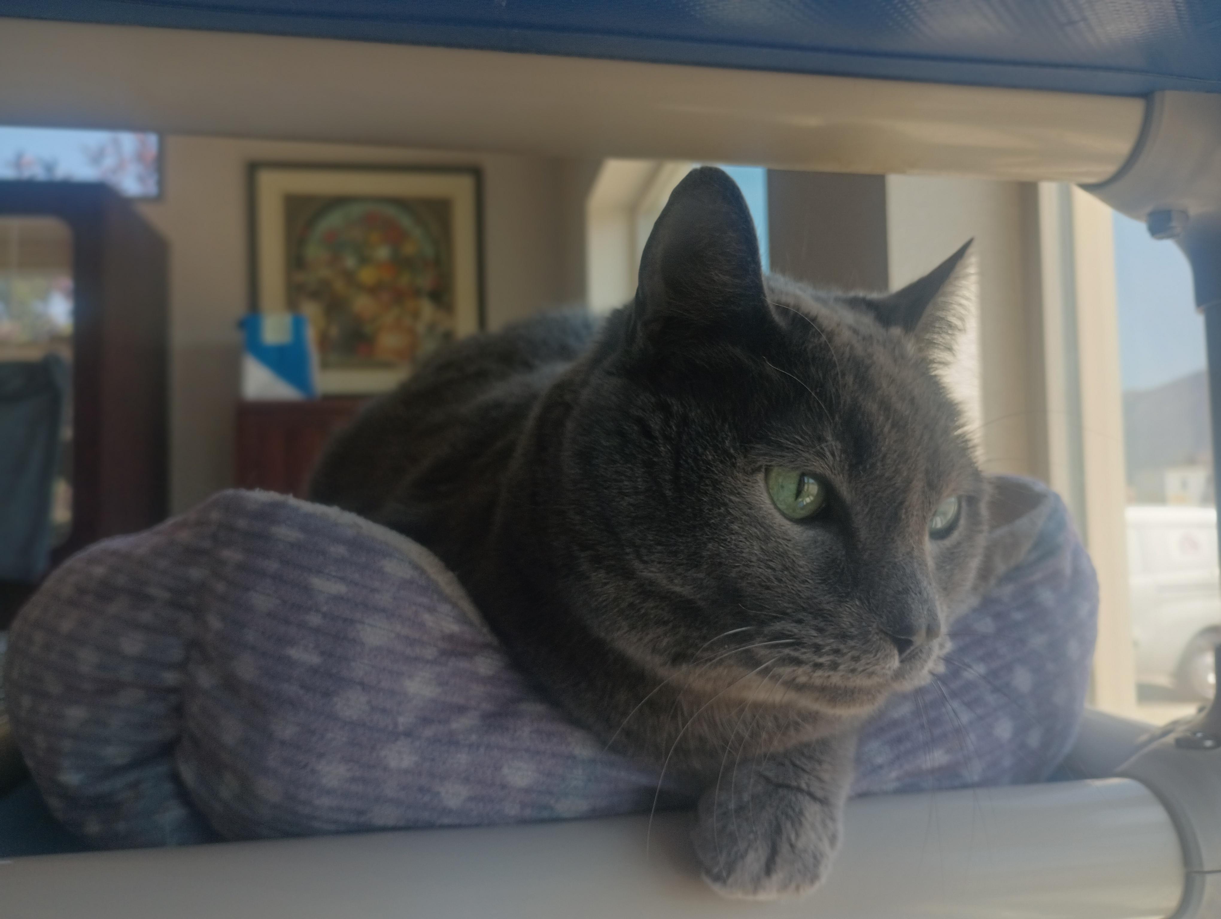 Queen Elizabeth, a ADOPTABLE Domestic Short Hair in Buena Vista, CO image 4/5