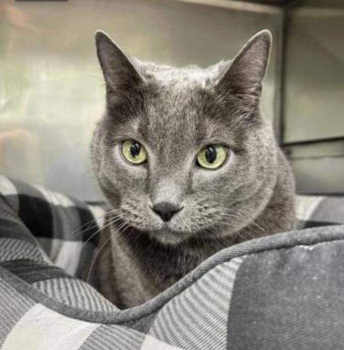 Queen Elizabeth, ADOPTABLE, Adult Female Domestic Short Hair.