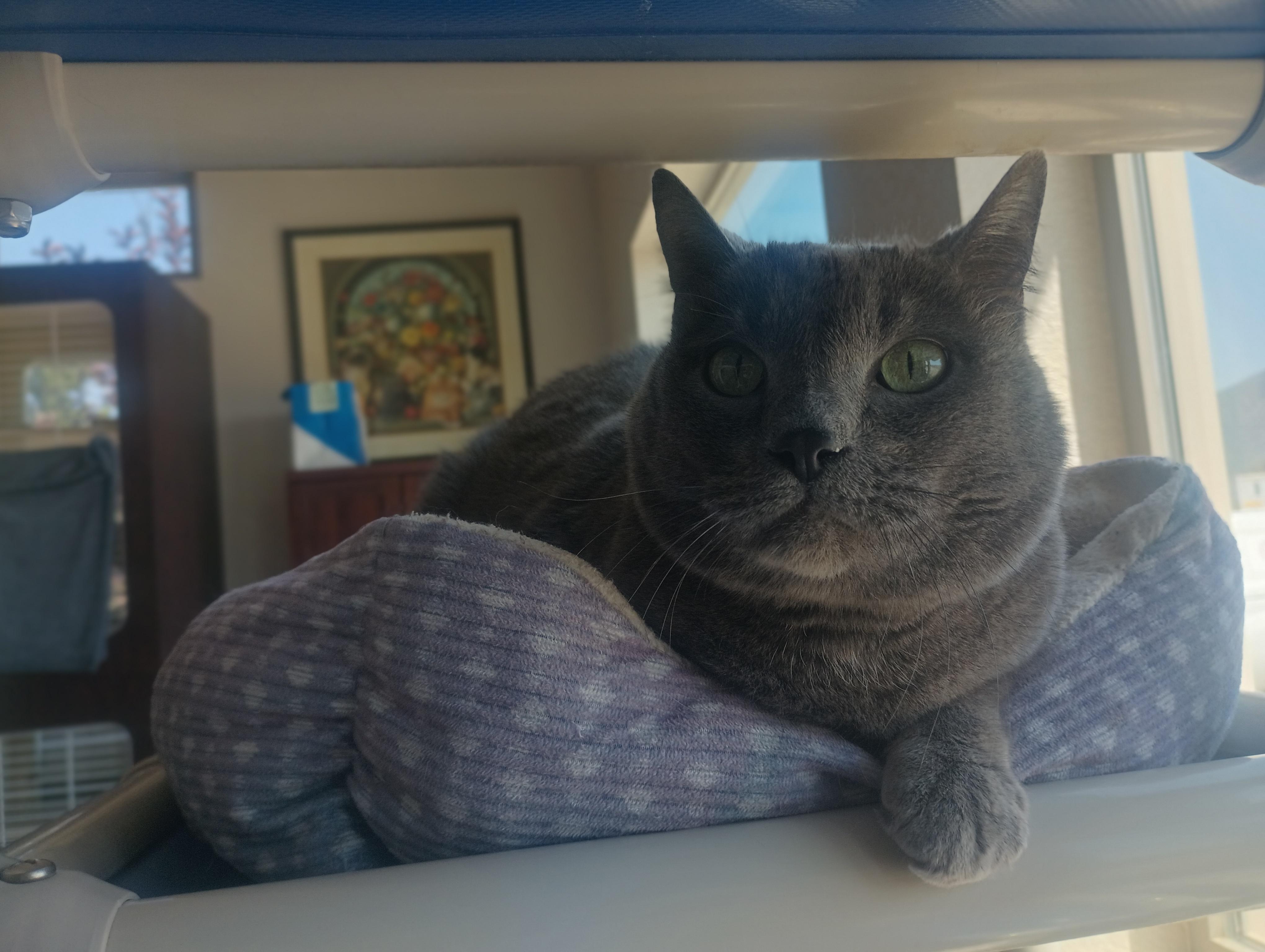 Queen Elizabeth, a ADOPTABLE Domestic Short Hair in Buena Vista, CO image 5/5