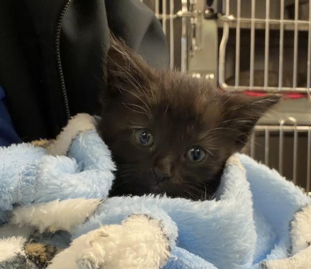 Enlarge Dime, a ADOPTABLE Domestic Short Hair in Liberty, MO image 1/4