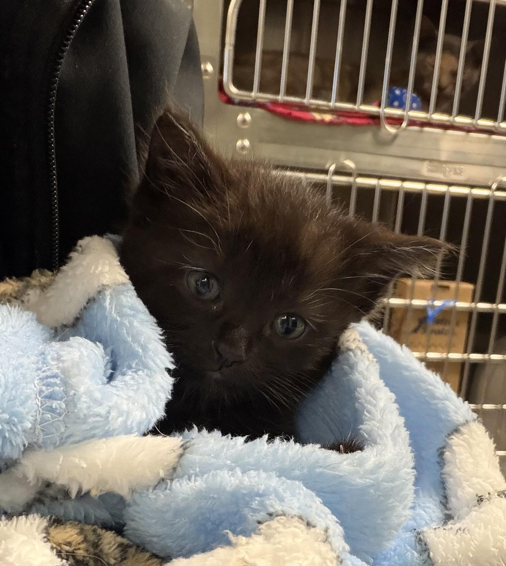 Enlarge Dime, a ADOPTABLE Domestic Short Hair in Liberty, MO image 3/4
