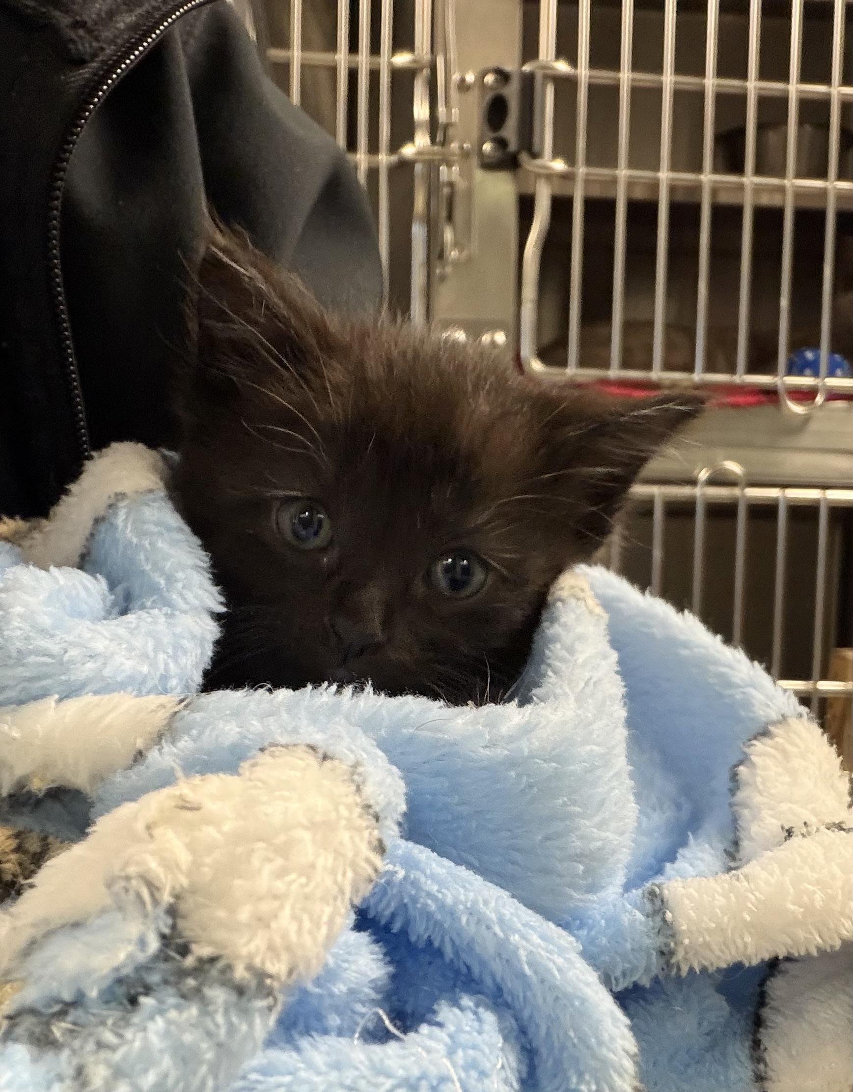Enlarge Dime, a ADOPTABLE Domestic Short Hair in Liberty, MO image 2/4