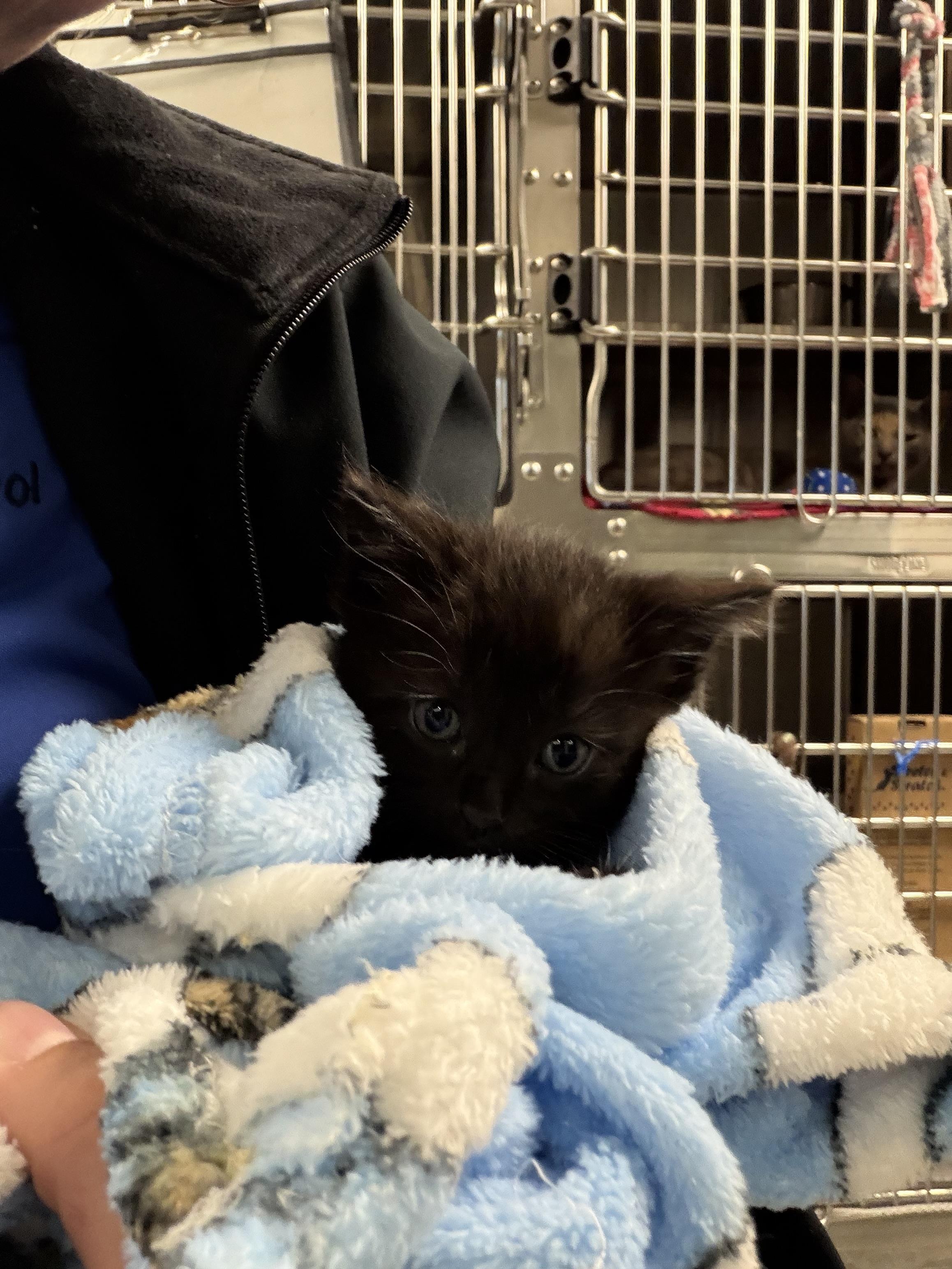 Enlarge Dime, a ADOPTABLE Domestic Short Hair in Liberty, MO image 4/4