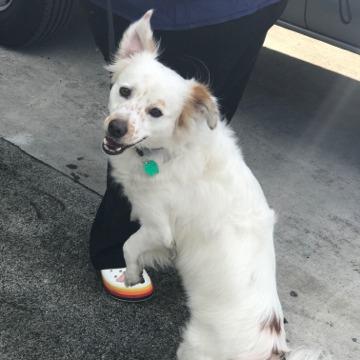 Toby, Adoptable, Adult Male Brittany Spaniel & Mixed Breed.