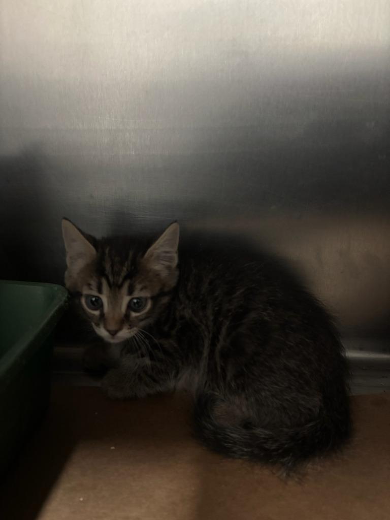 Enlarge Squid, a Adoptable mixed breed in Cartersville , GA image 1/1