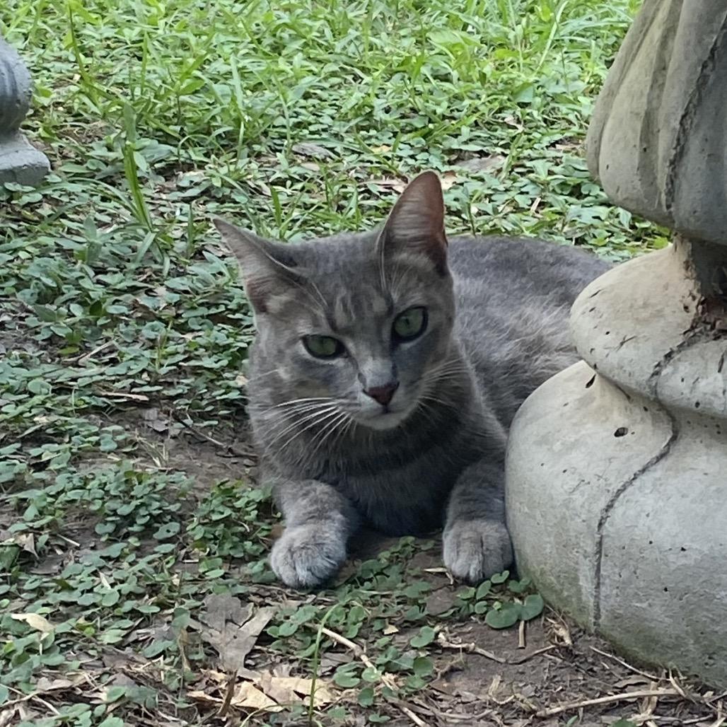 Claire, Adoptable, Young Female Domestic Short Hair.