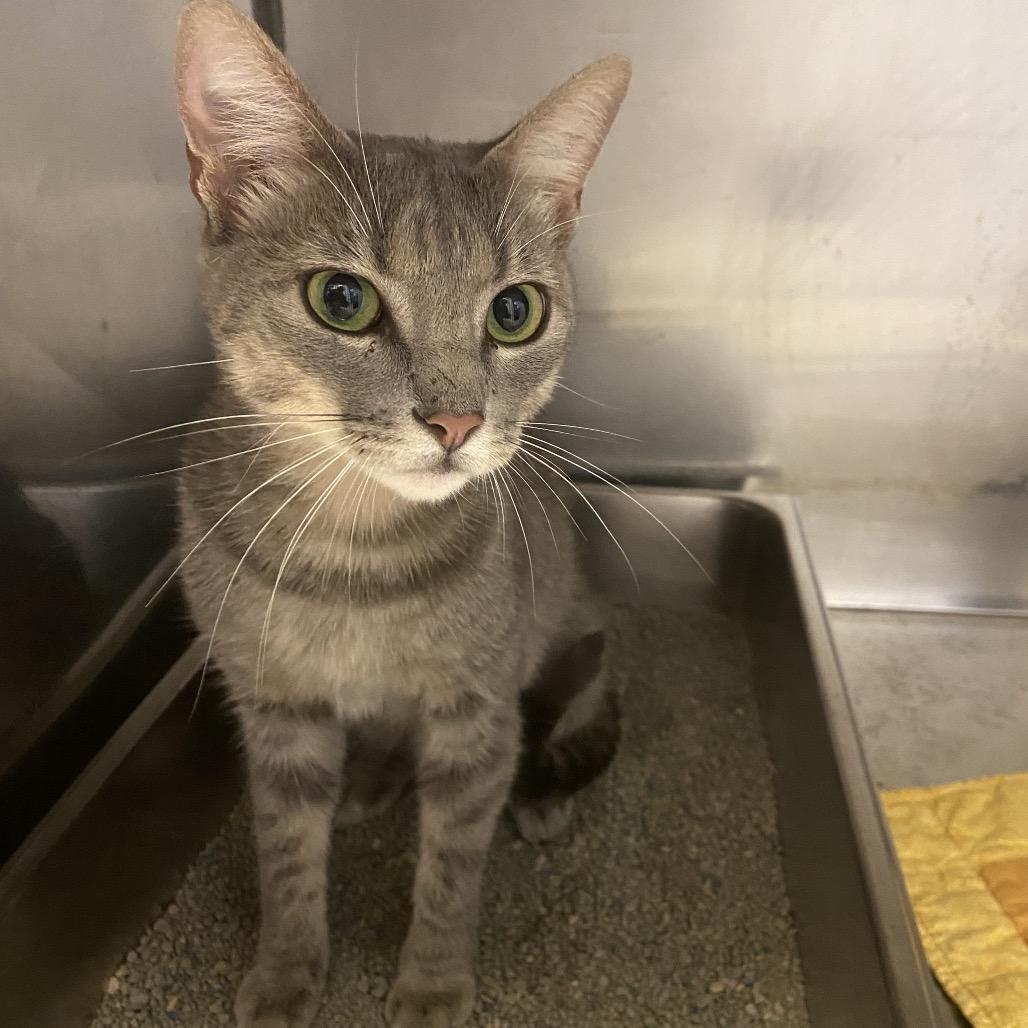 Enlarge Claire, a Adoptable Domestic Short Hair in Monroe, LA image 2/3