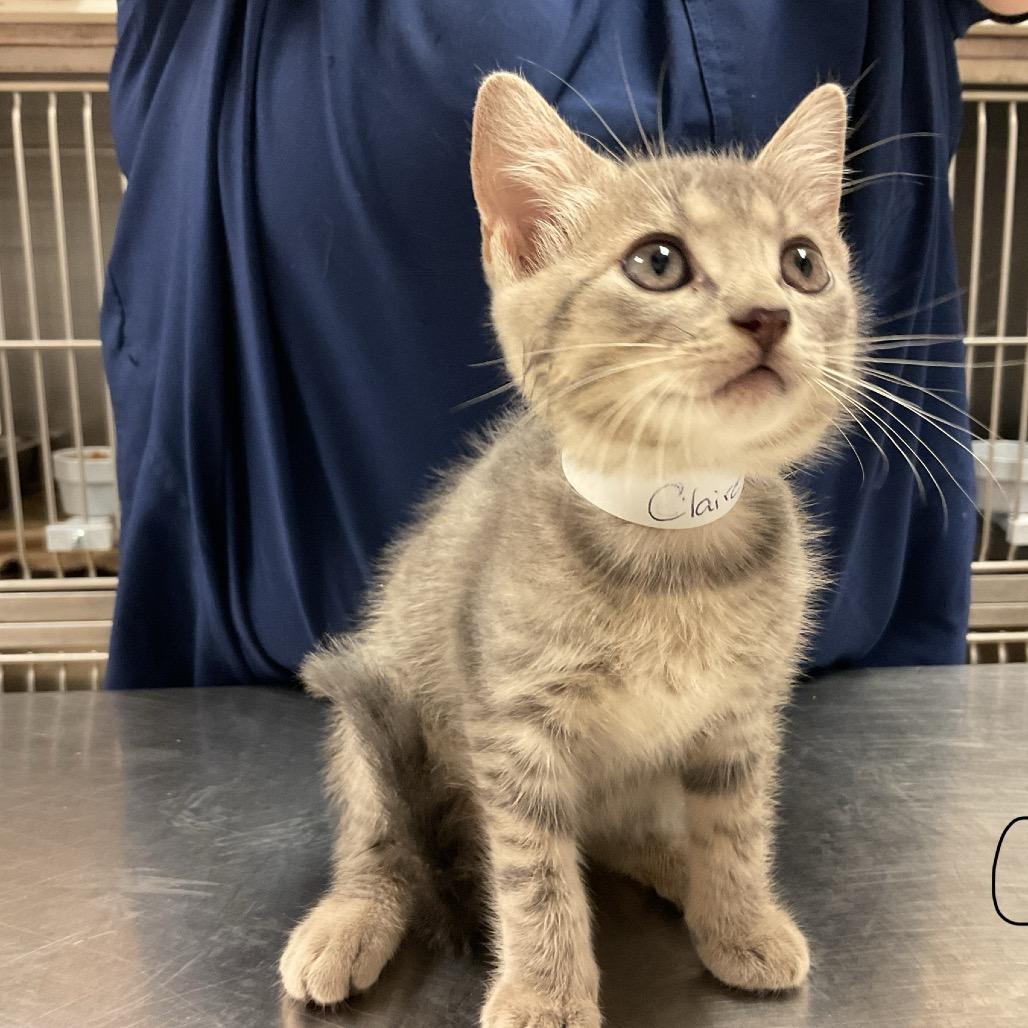 Enlarge Claire, a Adoptable Domestic Short Hair in Monroe, LA image 3/3
