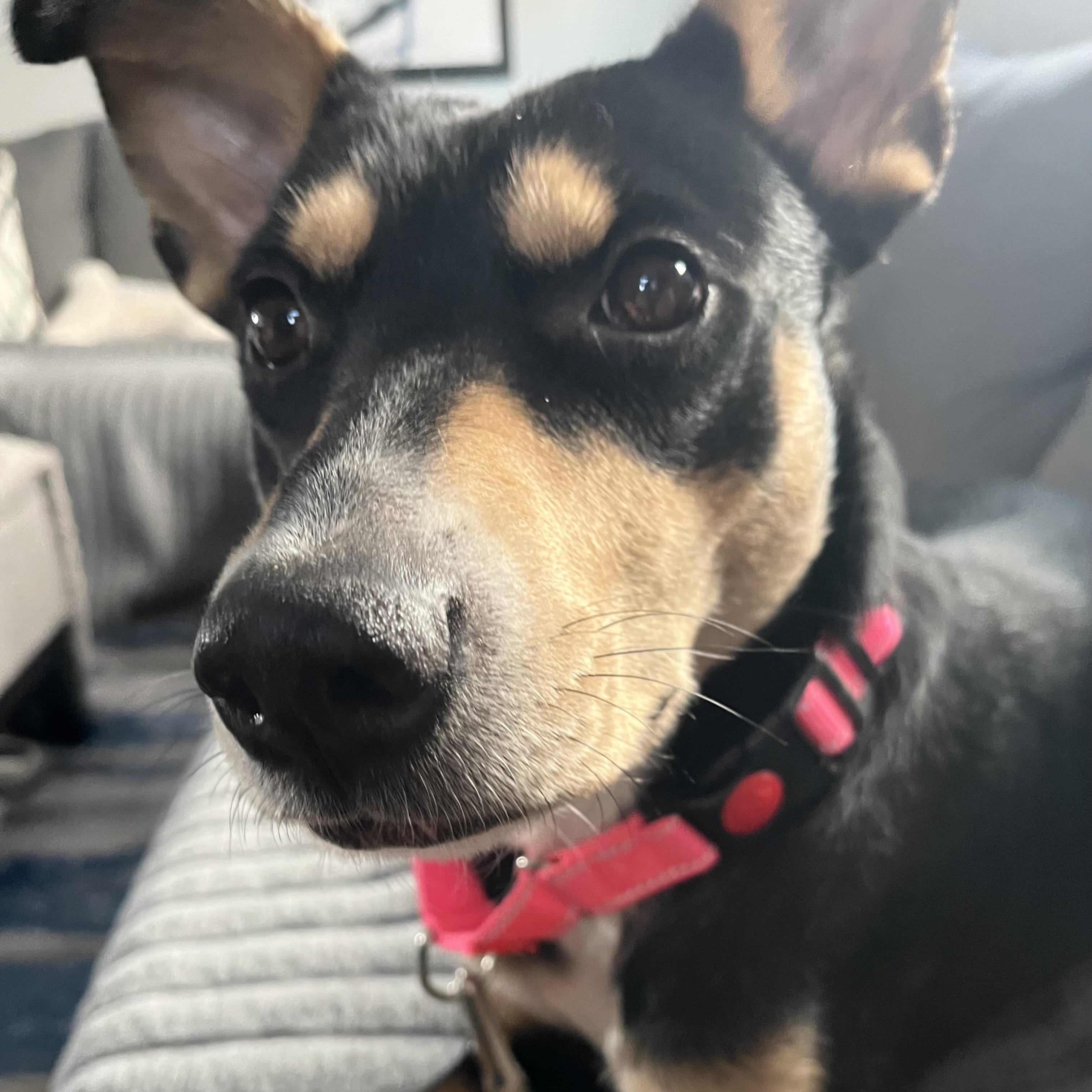 Enlarge Suni, a ADOPTABLE mixed breed in Moorhead, MN image 3/6