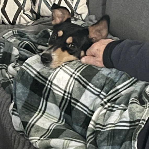 Enlarge Suni, a ADOPTABLE mixed breed in Moorhead, MN image 5/6
