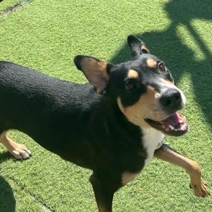 Enlarge Suni, a ADOPTABLE mixed breed in Moorhead, MN image 2/6
