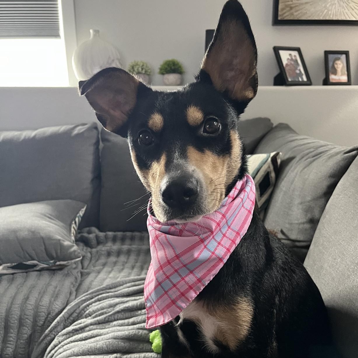 Enlarge Suni, a ADOPTABLE mixed breed in Moorhead, MN image 6/6
