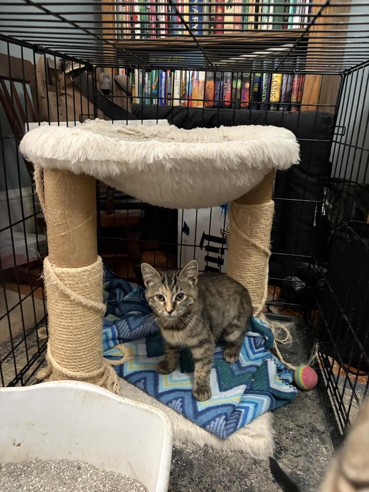 Shelley JN, Adoptable, Kitten Female Domestic Short Hair.