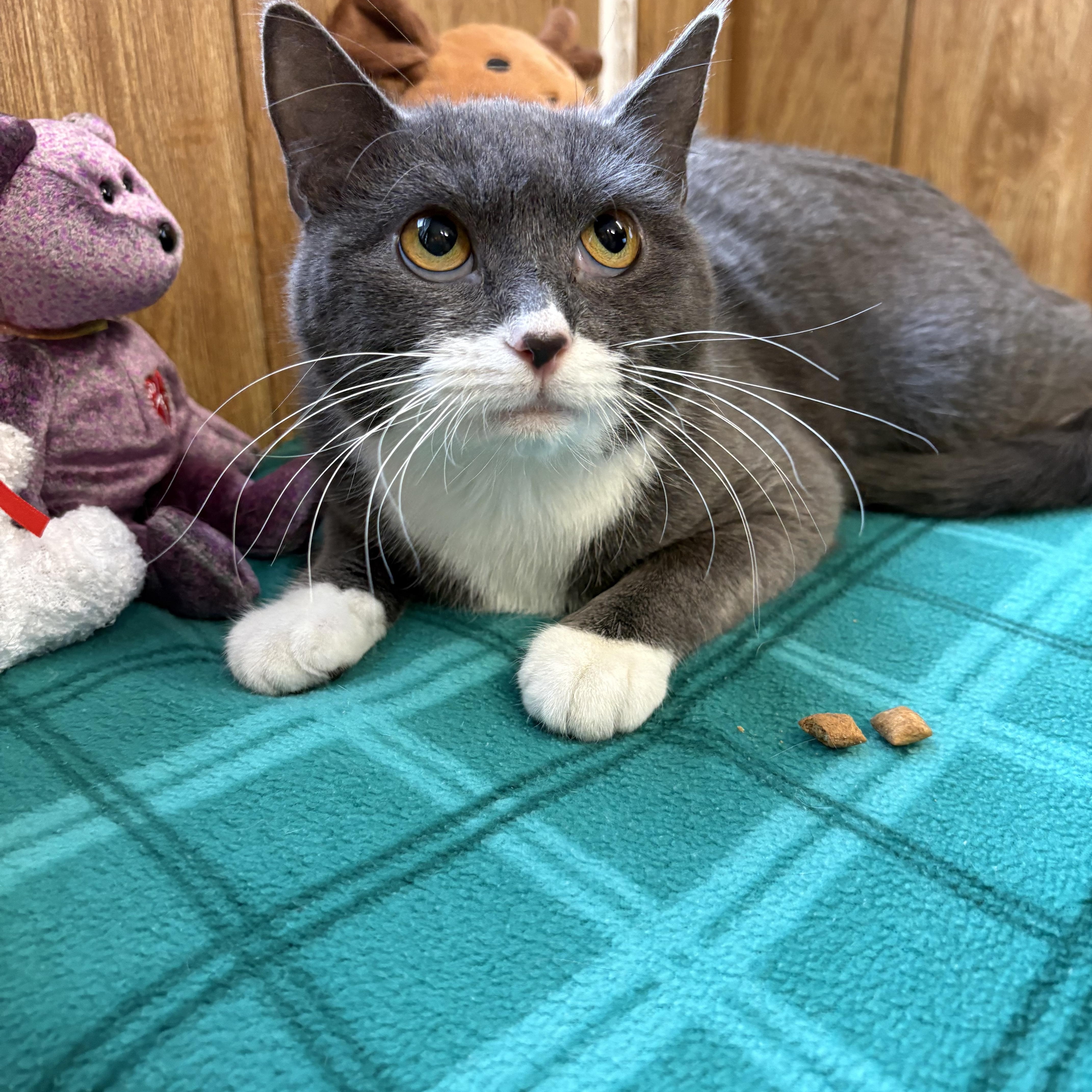 Enlarge Rue, a ADOPTABLE Domestic Short Hair in Linden, NJ image 4/6